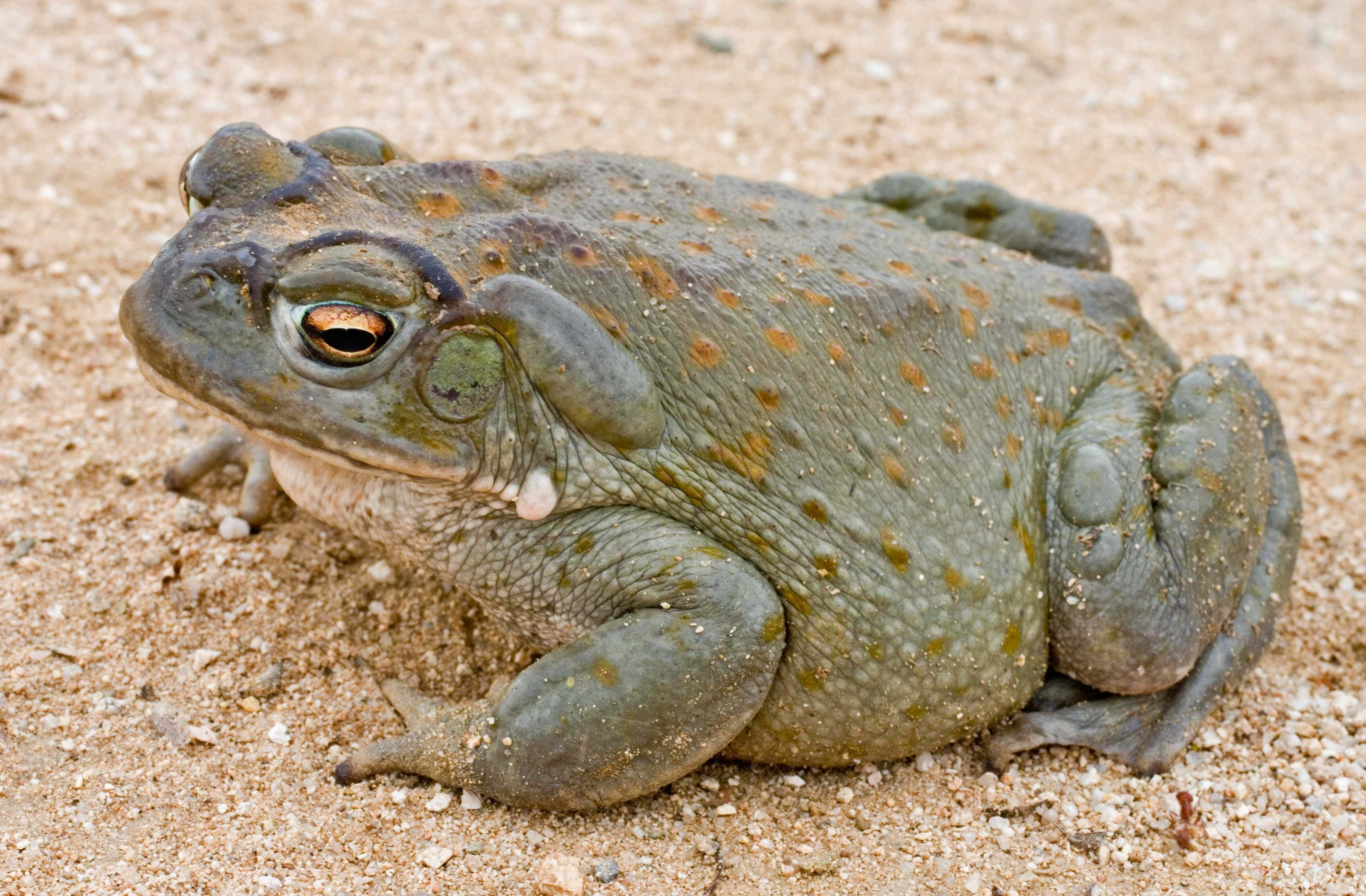 Frog 桌布 壁紙 — 一隻帶有橙色斑點的綠色蟾蜍在沙地上休息的特寫。