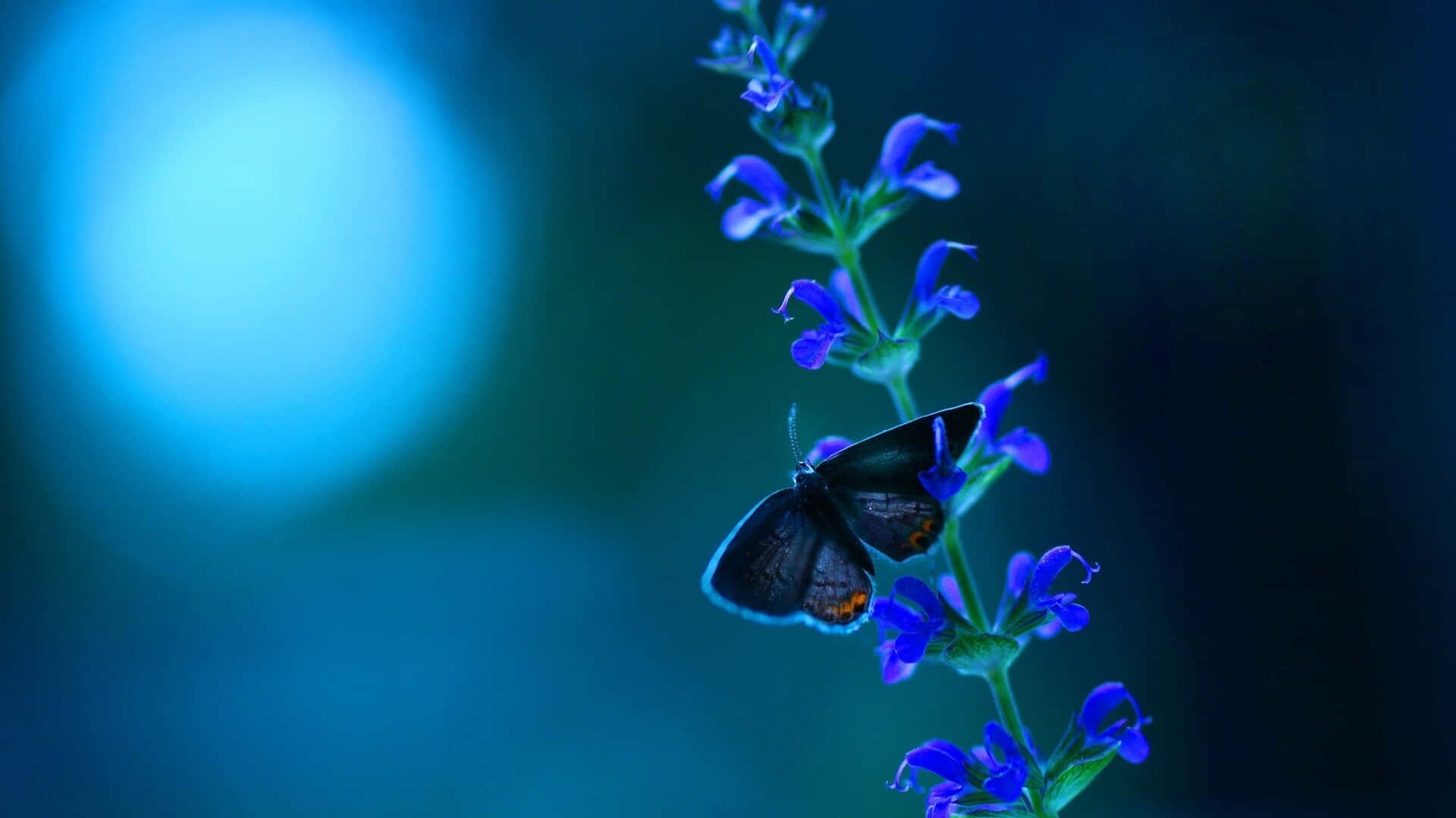 Butterflies Laptop 桌布 壁紙 — 一隻帶有橙色斑點的纖細深色蝴蝶棲息在鮮豔的藍色花莖上，背景是柔和的藍色散景。