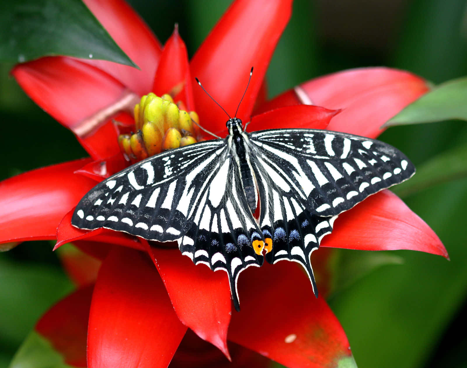 Butterfly Species 桌布 壁紙 — 一隻帶有橙色斑點的黑白蝴蝶，在茂密的綠葉襯托下，輕柔地停在一朵鮮豔的紅色熱帶花上。