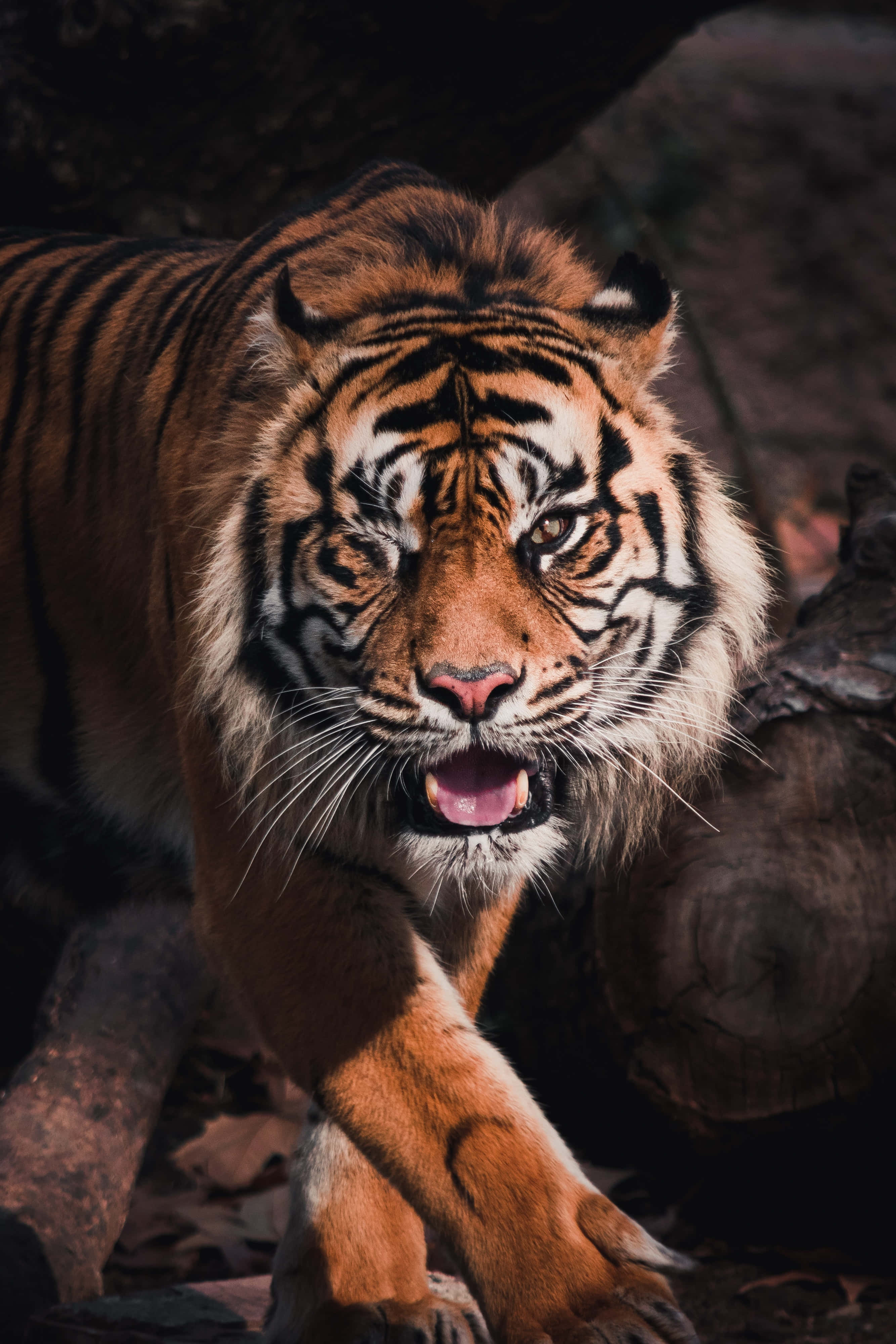Bengal Tiger 桌布 壁紙 — 一隻帶有橙色條紋和白色毛皮的兇猛老虎，在黑暗的森林中向前邁步，發出強烈的咆哮。