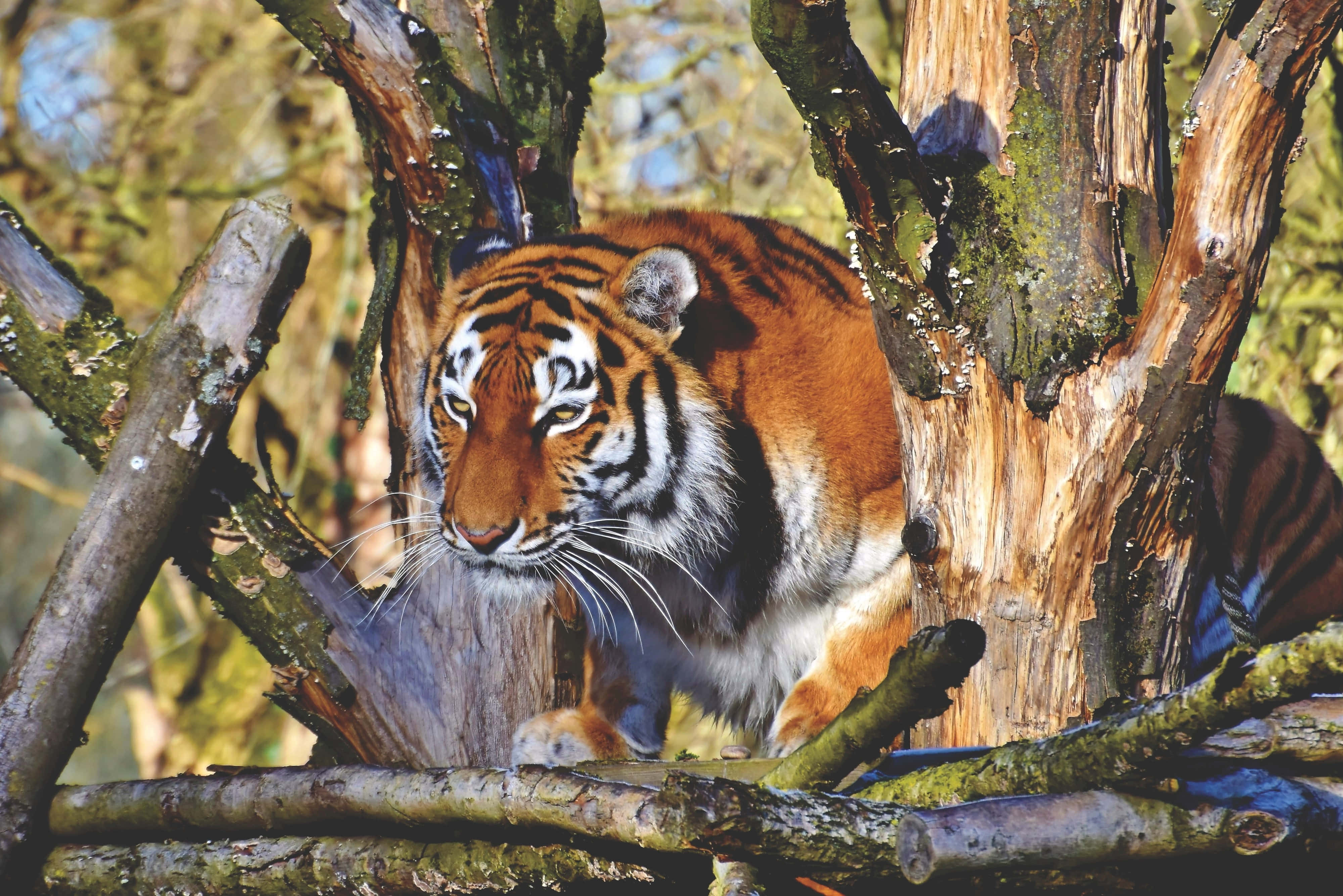 Bengal Tiger 桌布 壁紙 — 一隻帶有橙色條紋的威猛老虎，在陽光明媚的森林中，從彎曲的樹枝後方專注地凝視。