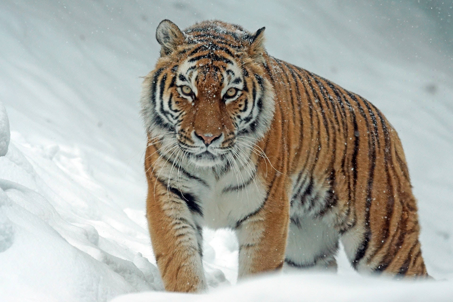 harimau 桌布 壁紙 — 一隻帶有橙色條紋的威猛老虎在深雪中行走，雪花在其銳利目光周圍飄落。