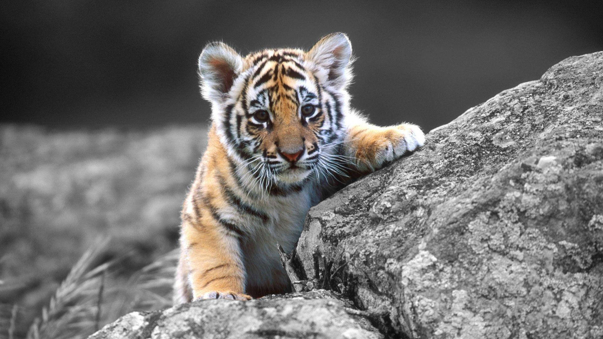 Baby Tiger 桌布 壁紙 — 一隻帶有橙色條紋的小老虎幼崽，在低飽和度的背景中，好奇地從有紋理的石頭上探出頭來。