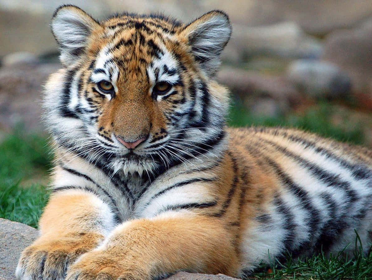 Cute Tiger 桌布 壁紙 — 一隻帶有橙色條紋的年輕老虎幼崽在草地和岩石上休息，專注地凝視著相機。