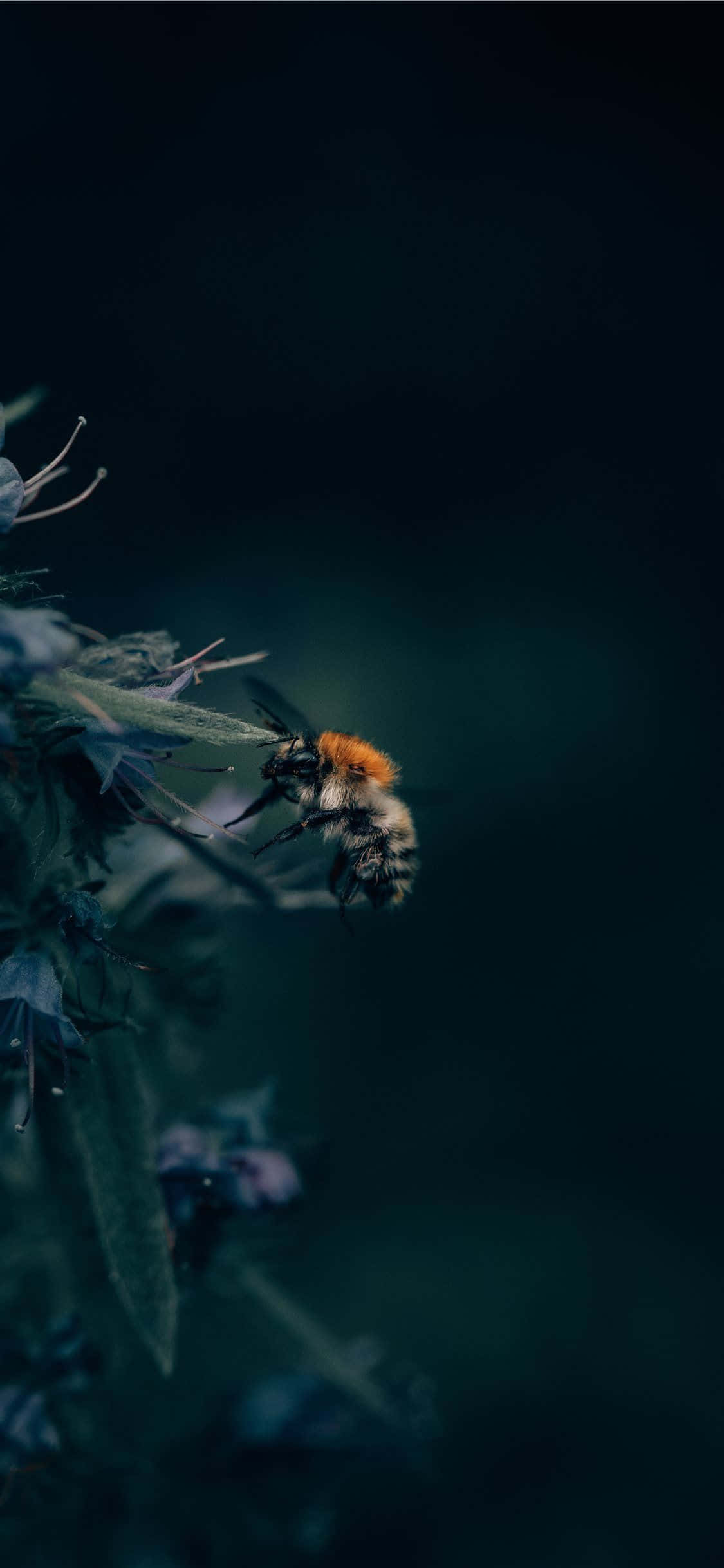 bees 桌布 壁紙 — 一隻帶有橙色絨毛的毛茸茸大黃蜂在模糊的花朵附近盤旋，背景是深藍綠色和黑色。