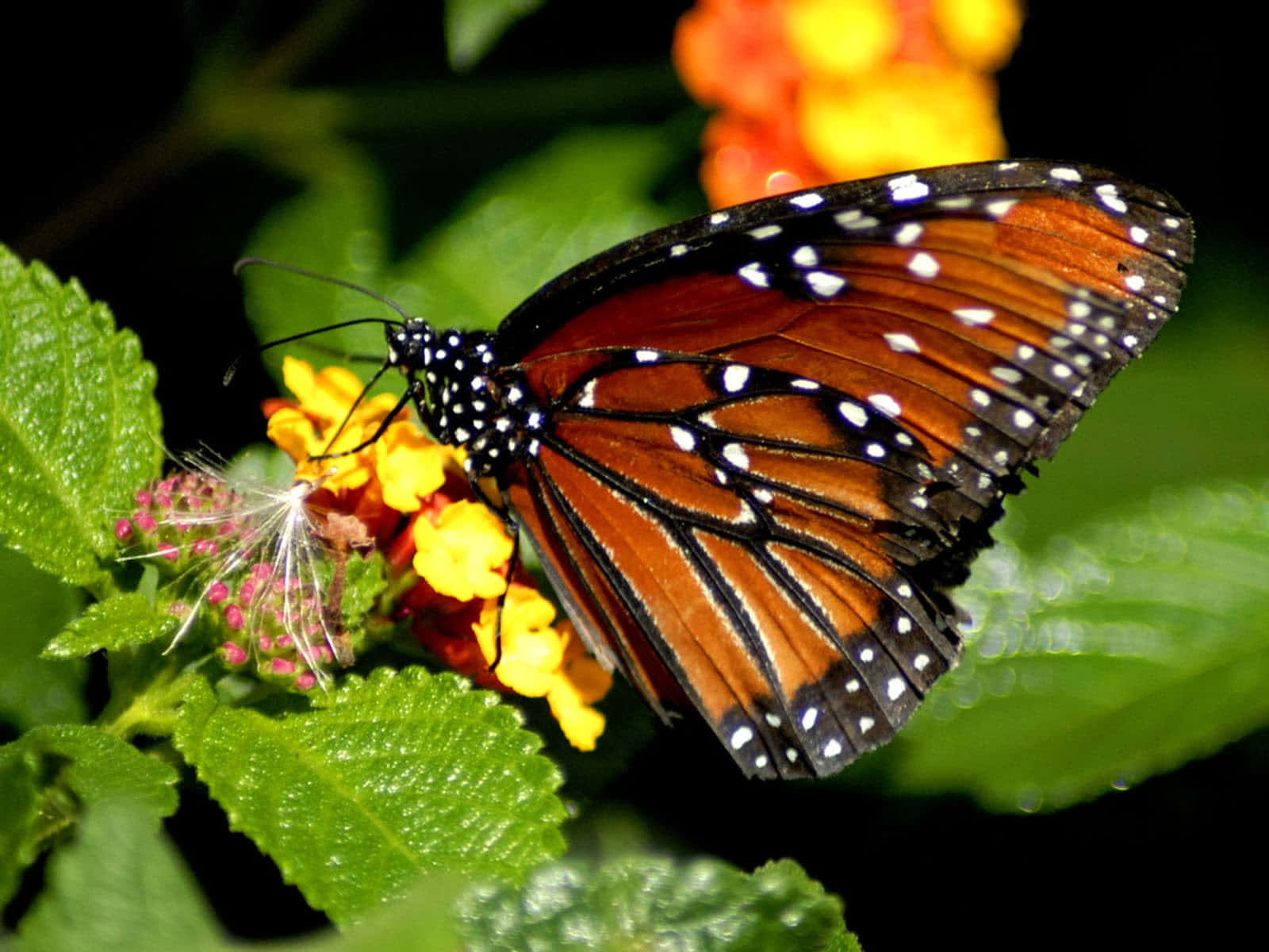 Butterfly Photos 桌布 壁紙 — 一隻帶有橙色翅膀和白色斑點的君主斑蝶，輕輕停在一簇被茂密綠葉環繞的黃色花朵上。