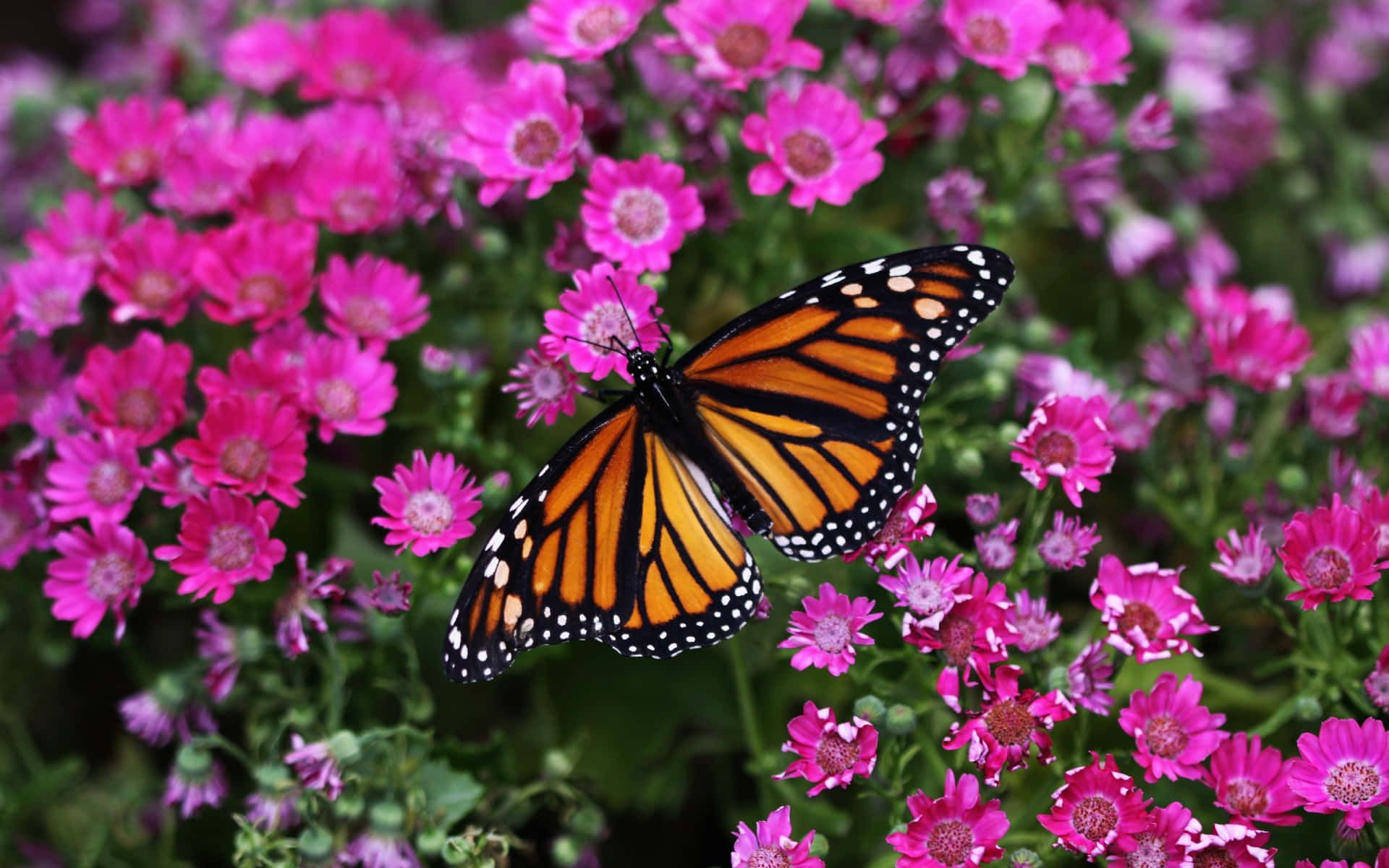 Butterfly Photos 桌布 壁紙 — 一隻帶有橙色翅膀和黑色脈絡的帝王斑蝶，在茂盛花園中鮮豔的粉紅色雛菊間輕柔地棲息。