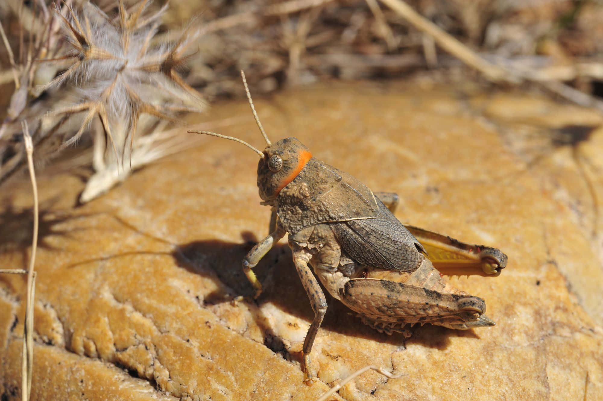 Grasshopper 桌布 壁紙 — 一隻帶有橙色領圈的棕色蚱蜢棲息在陽光照射的紋理岩石上的詳細特寫。