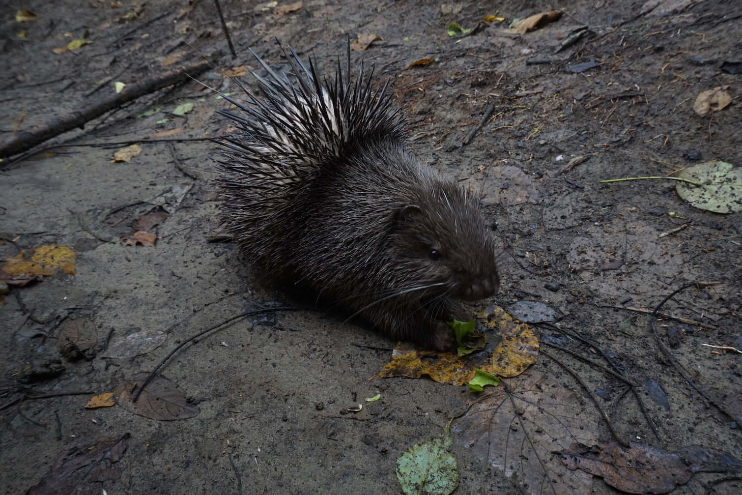 Porcupine 桌布 壁紙 — 一隻帶有深色刺的豪豬在潮濕的森林地面上落葉間覓食。