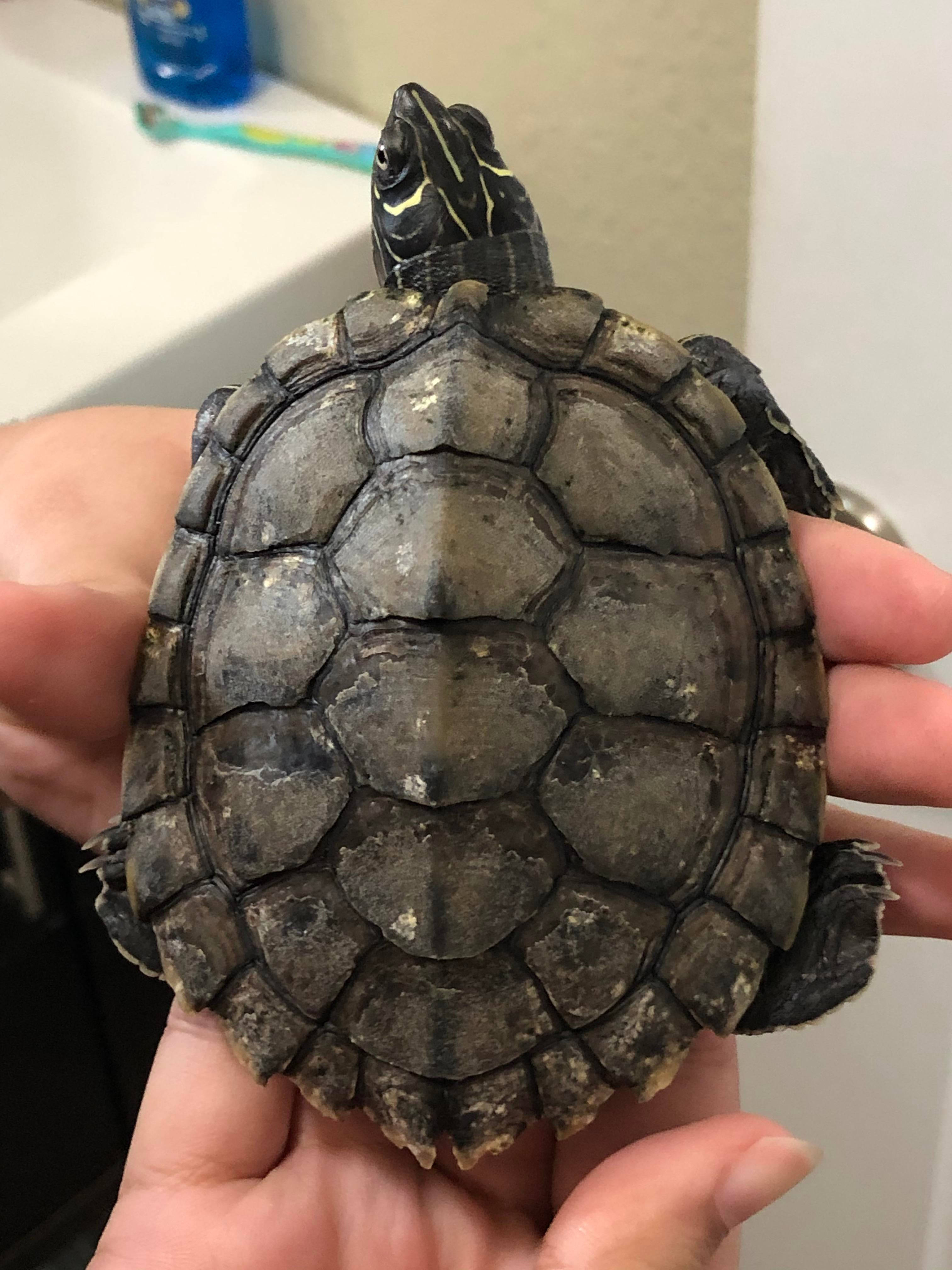 Turtle 桌布 壁紙 — 一隻帶有深色圖案殼的小烏龜在室內被輕輕握在人的手中。