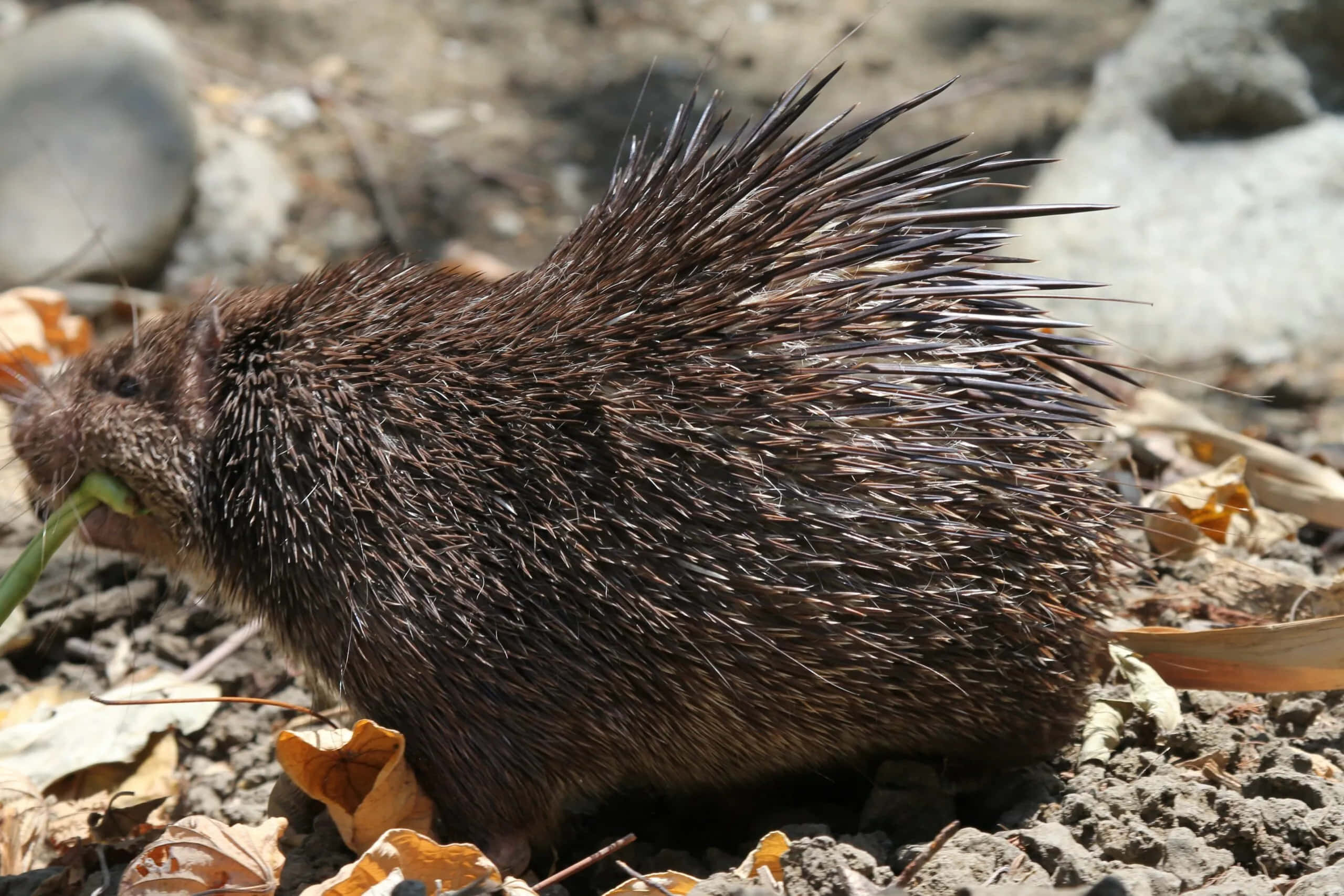 Porcupine 桌布 壁紙 — 一隻帶有深色尖刺的豪豬在明亮的陽光下，在乾葉和岩石間咀嚼綠草。