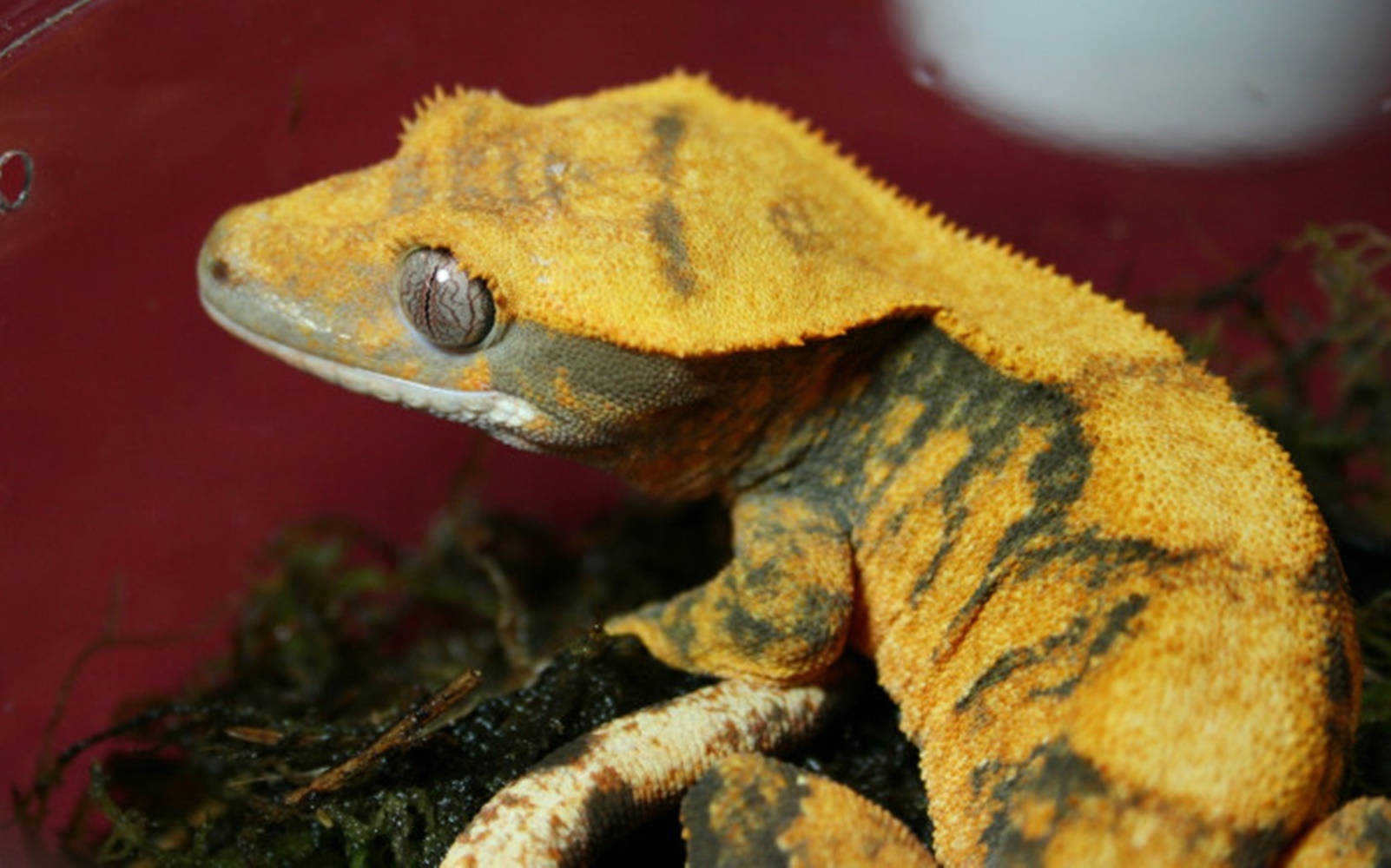 gecko 桌布 壁紙 — 一隻帶有深色斑紋的鮮黃色冠壁虎在苔蘚上棲息，背景是深紅色的特寫。