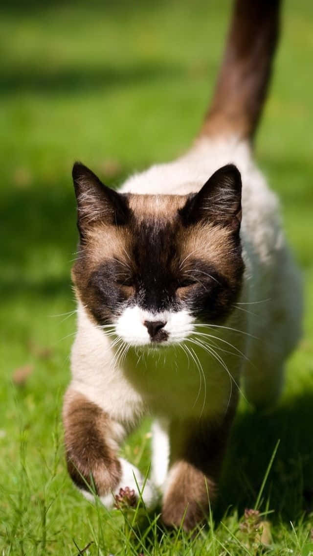 Snowshoe Cat 桌布 壁紙 — 一隻帶有深色斑點和白色爪子的暹羅貓在明亮的陽光下優雅地走過充滿活力的綠色草地。