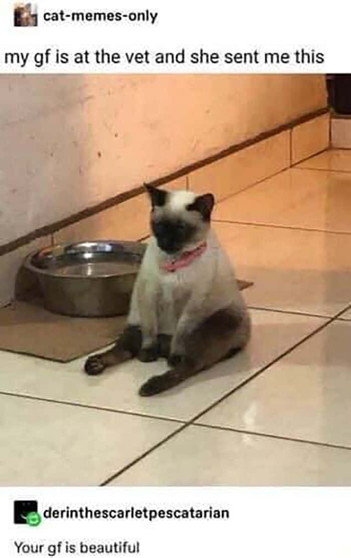 Pet Memes 桌布 壁紙 — 一隻帶有深色斑點和粉紅色項圈的暹羅貓，莊嚴地坐在磁磚地板上，旁邊有一個金屬水碗。