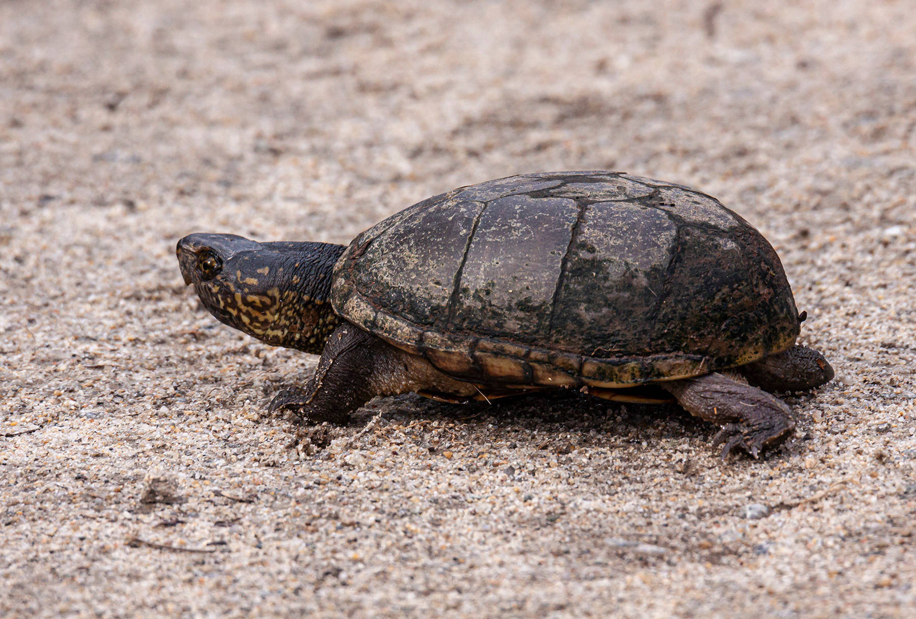 Turtle 桌布 壁紙 — 一隻帶有深色斑點殼的小烏龜在質感沙地上緩慢爬行。