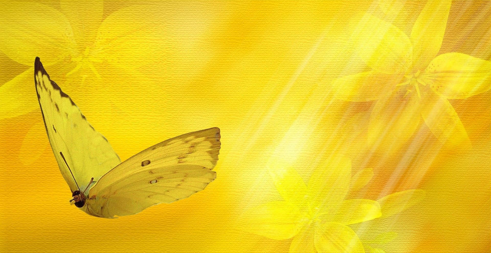 Yellow Butterfly 桌布 壁紙 — 一隻帶有深色斑點的嬌嫩黃色蝴蝶，在飾有柔和花卉散景的燦爛金色背景下優雅地滑翔。