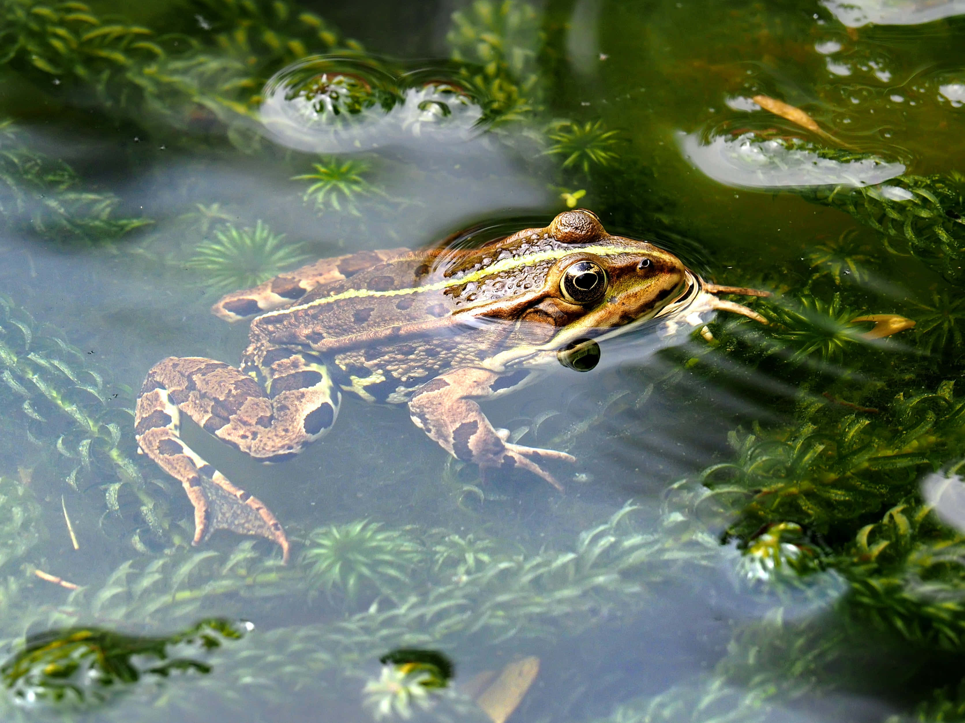 Frog 桌布 壁紙 — 一隻帶有深色斑點的棕色青蛙在清澈的水中休息，周圍環繞著綠色水生植物和漂浮的氣泡。