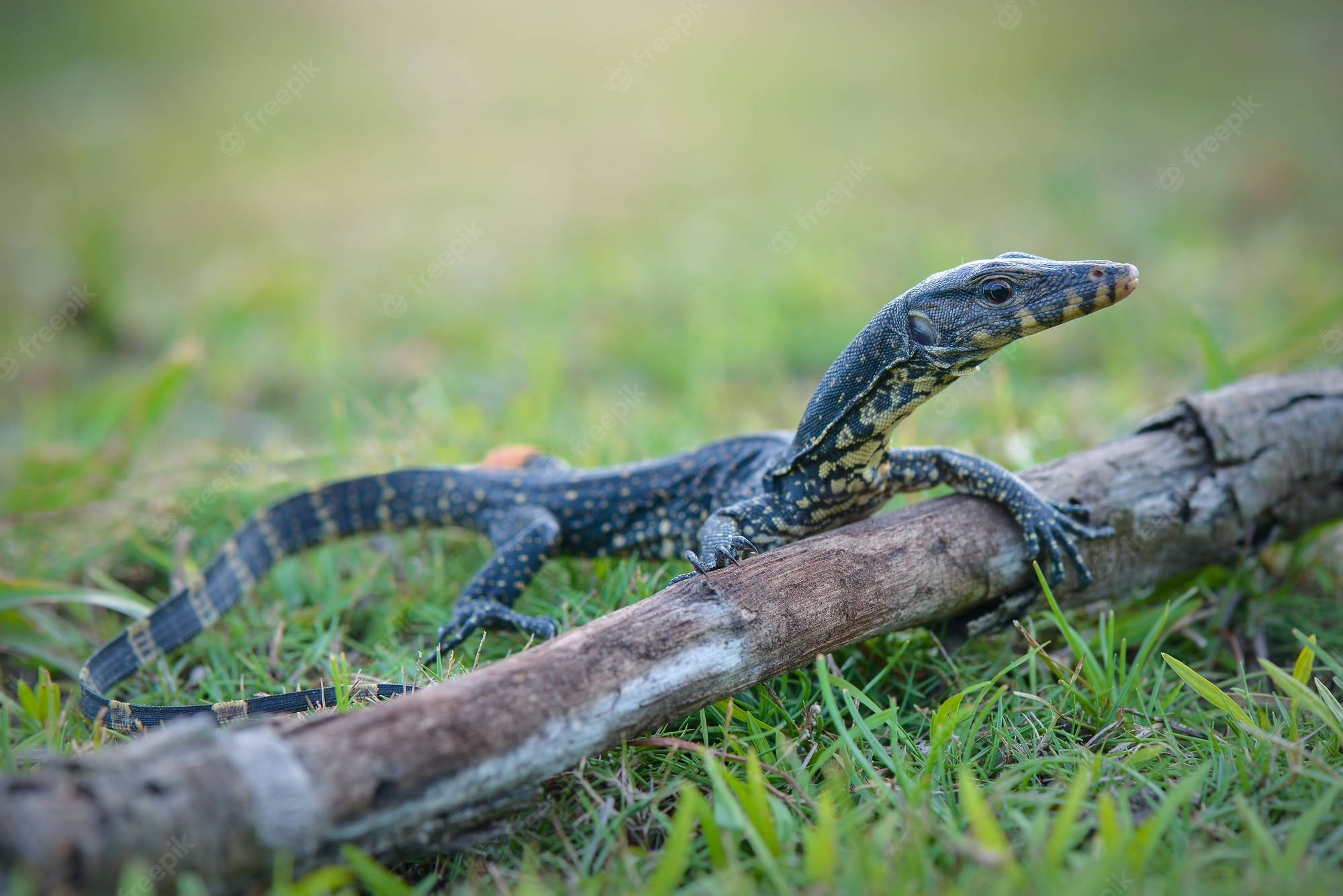 reptile 桌布 壁紙 — 一隻帶有深色斑點鱗片的巨蜥警覺地棲息在風化的木頭上，周圍是充滿活力的綠草。