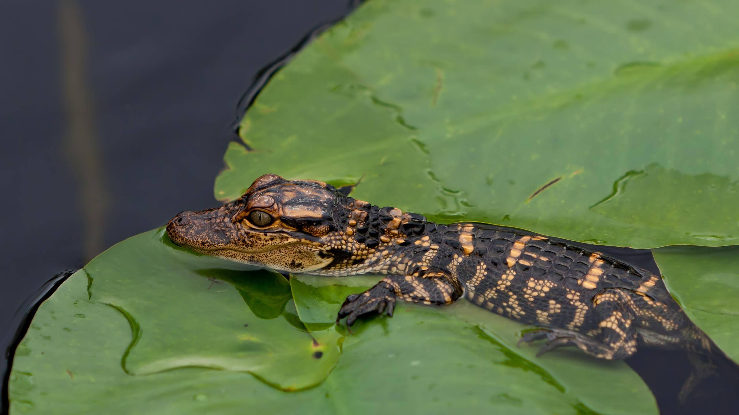 Alligator 桌布 壁紙 — 一隻帶有深色斑點鱗片的年輕短吻鱷，在平靜的深色水面上漂浮的一塊大綠色睡蓮葉上休息。