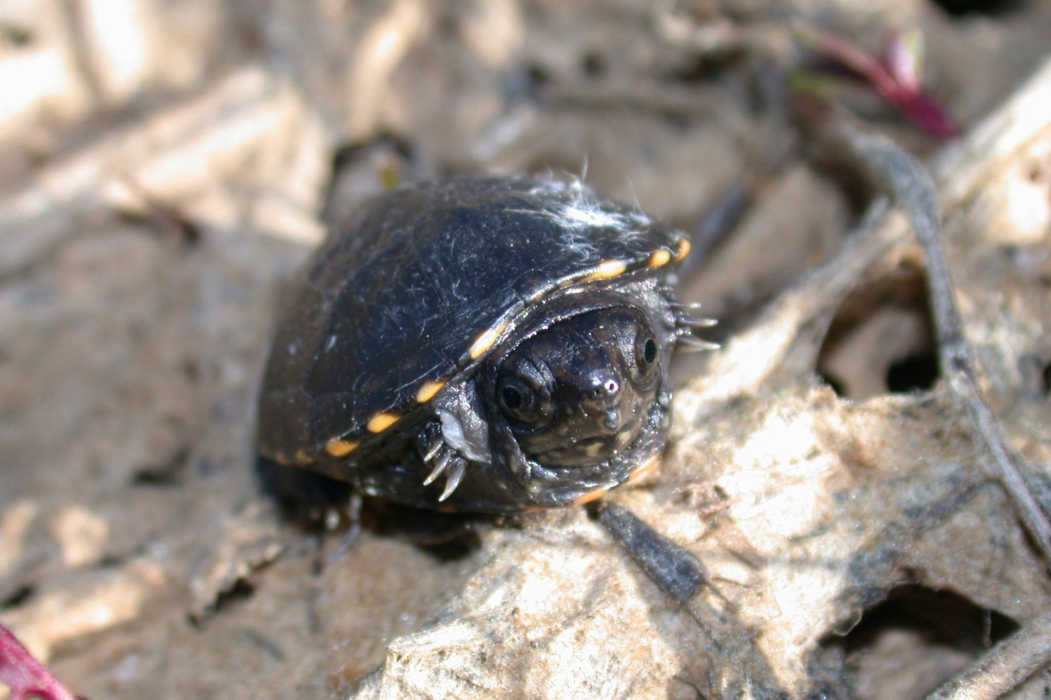 Turtle 桌布 壁紙 — 一隻帶有深色殼和黃色斑紋的小龜，從乾樹葉和樹枝間好奇地探頭張望。
