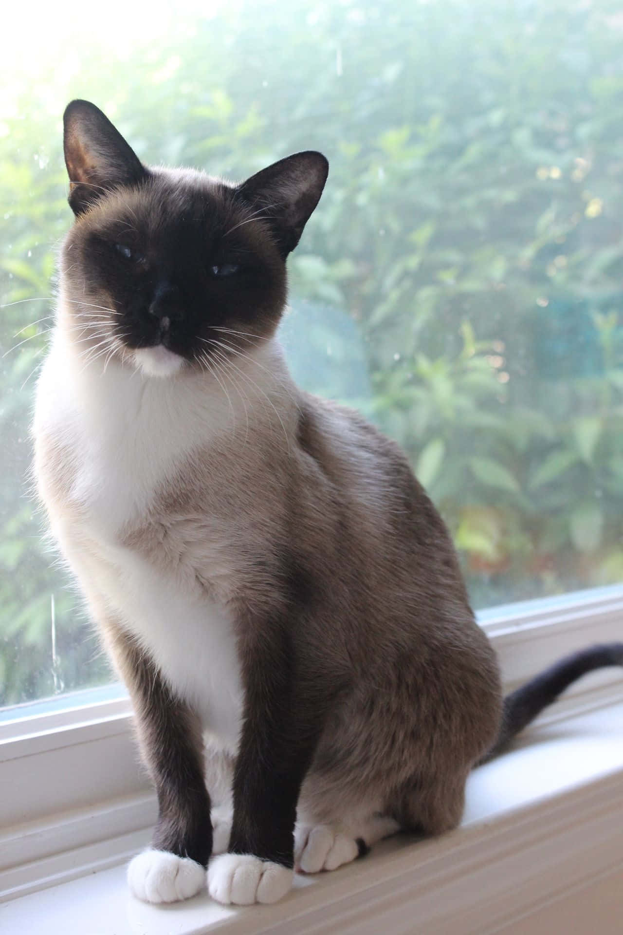 Snowshoe Cat 桌布 壁紙 — 一隻帶有深色重點和白色爪子的暹羅貓威嚴地坐在窗台上，凝視著模糊的綠色花園。