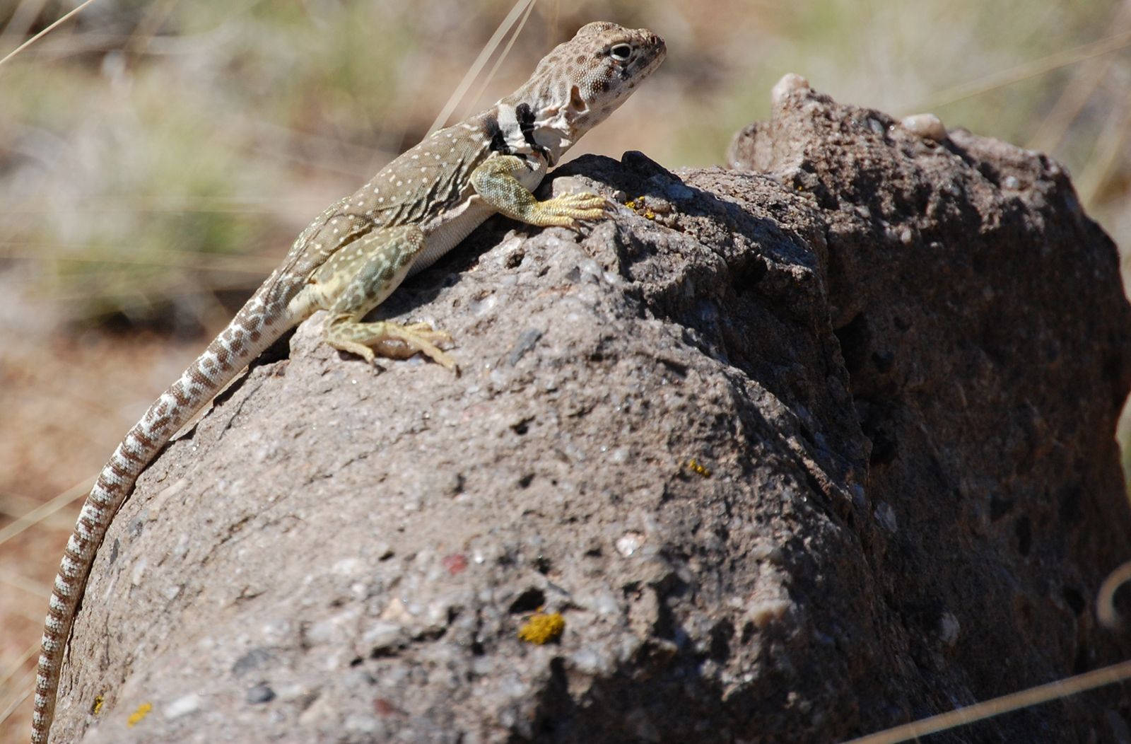 reptile 桌布 壁紙 — 一隻帶有深色領圈的刺蜥蜴警覺地棲息在乾燥草原上被陽光曬熱的火山岩上。
