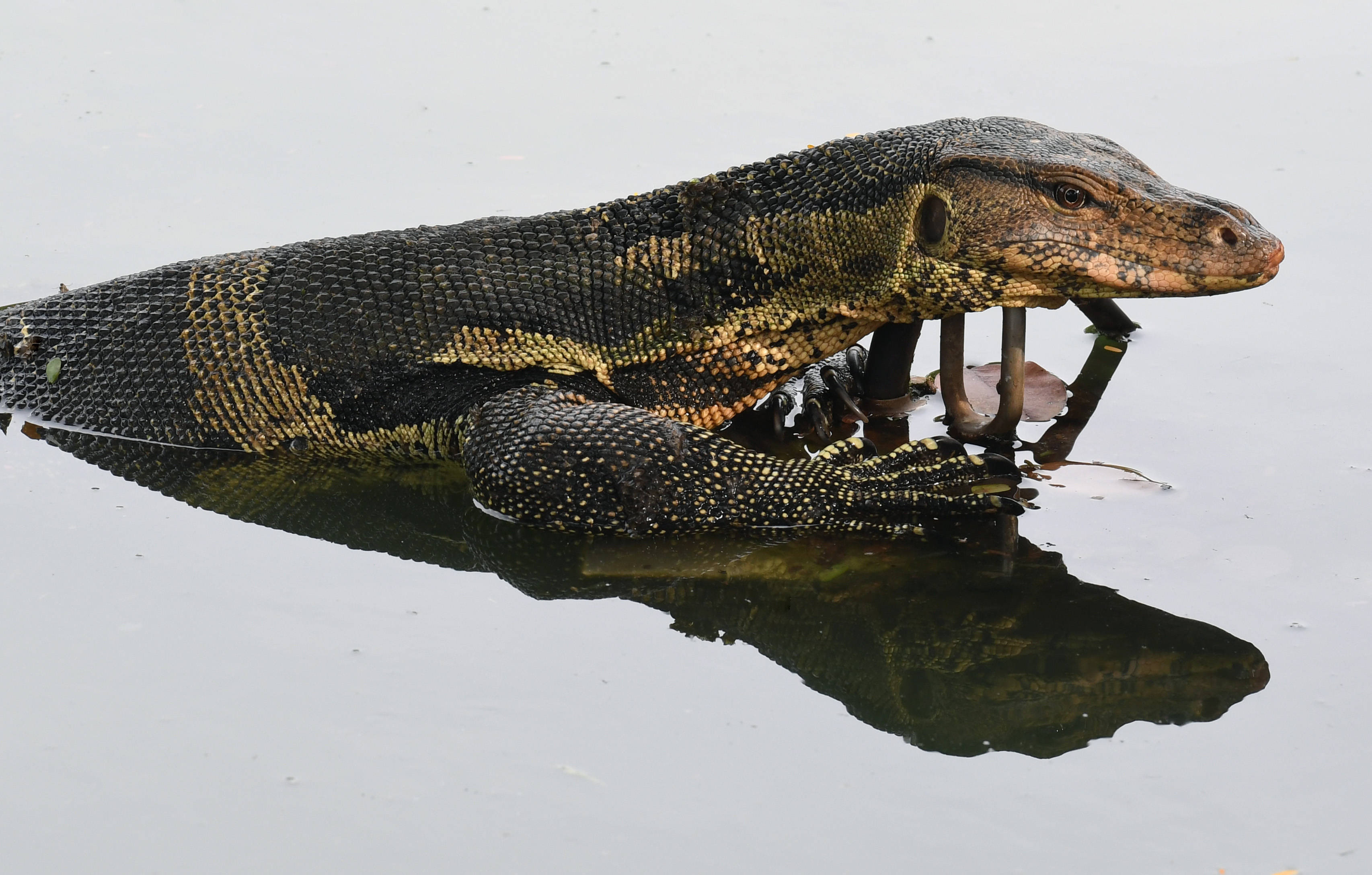 reptile 桌布 壁紙 — 一隻帶有深色鱗片和黃色條紋的水巨蜥部分浸沒在平靜的水中，其倒影映照在下方。