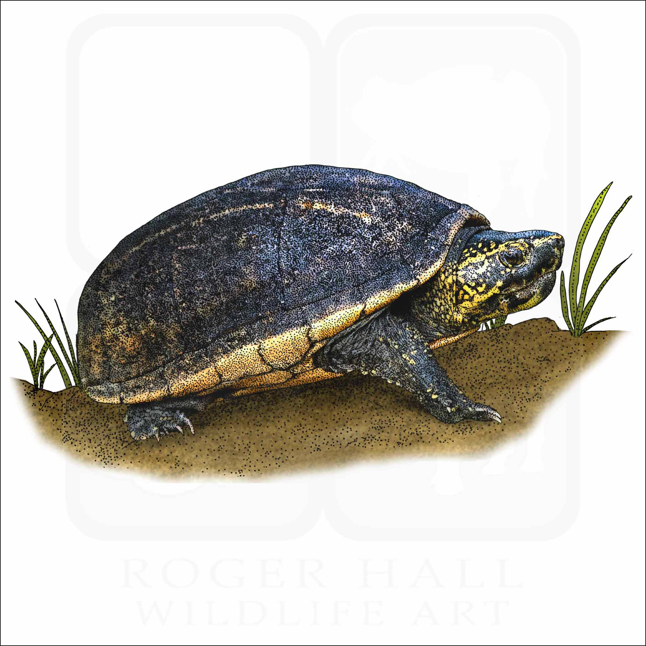 Turtle 桌布 壁紙 — 一隻帶有深色龜殼和黃色斑紋的烏龜在沙地上靠近綠草爬行的詳細插圖。