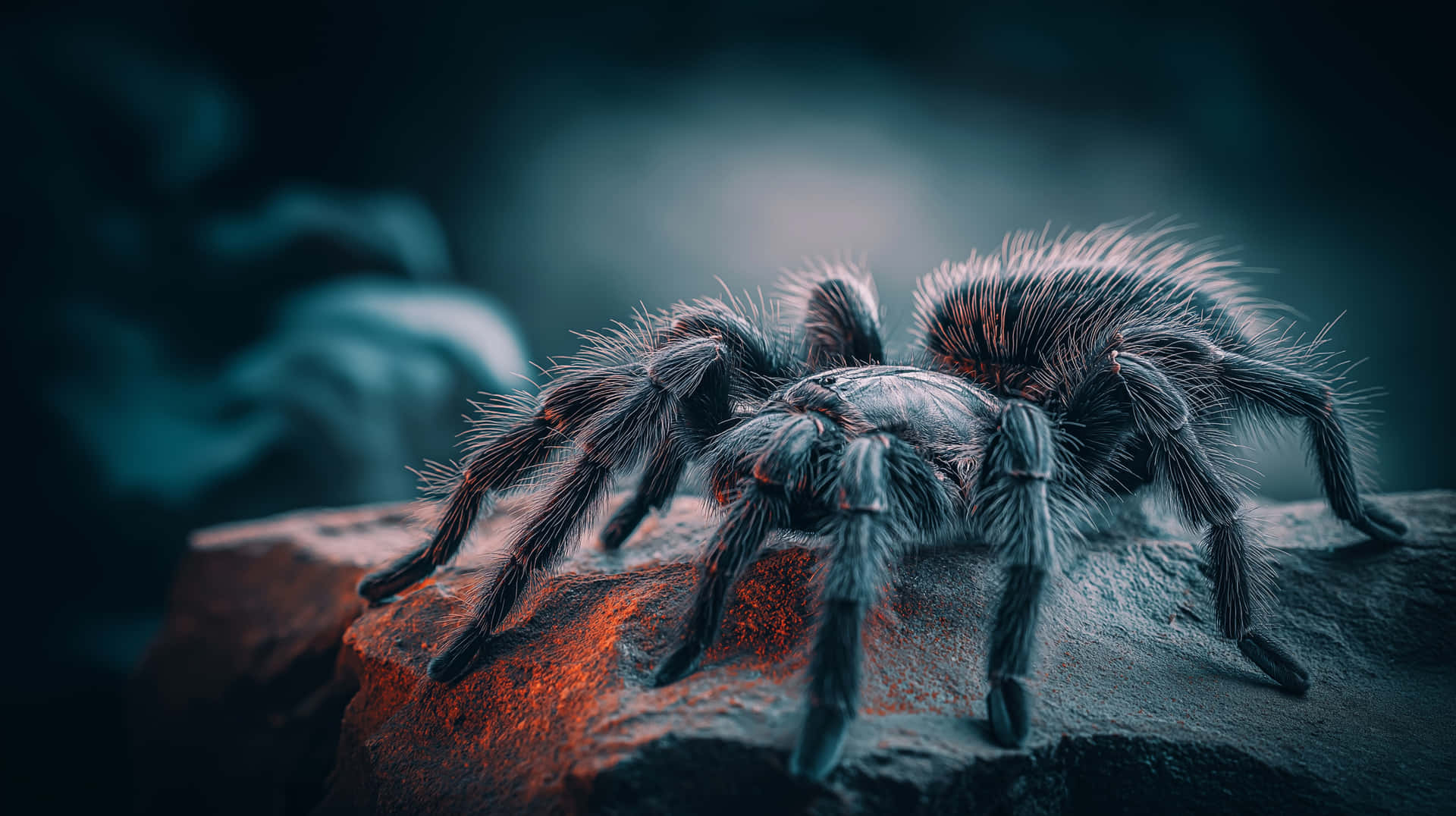Sci-Fi Style Tarantula on Rock with Mysterious Aura 壁紙 — 一隻帶有深藍色和橙色斑紋的大型毛茸茸狼蛛棲息在紋理岩石上，在戲劇性的燈光下。