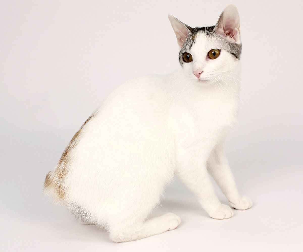 Japanese Bobtail 桌布 壁紙 — 一隻帶有灰色和棕色斑紋的白貓，在純淺灰色背景前安坐。
