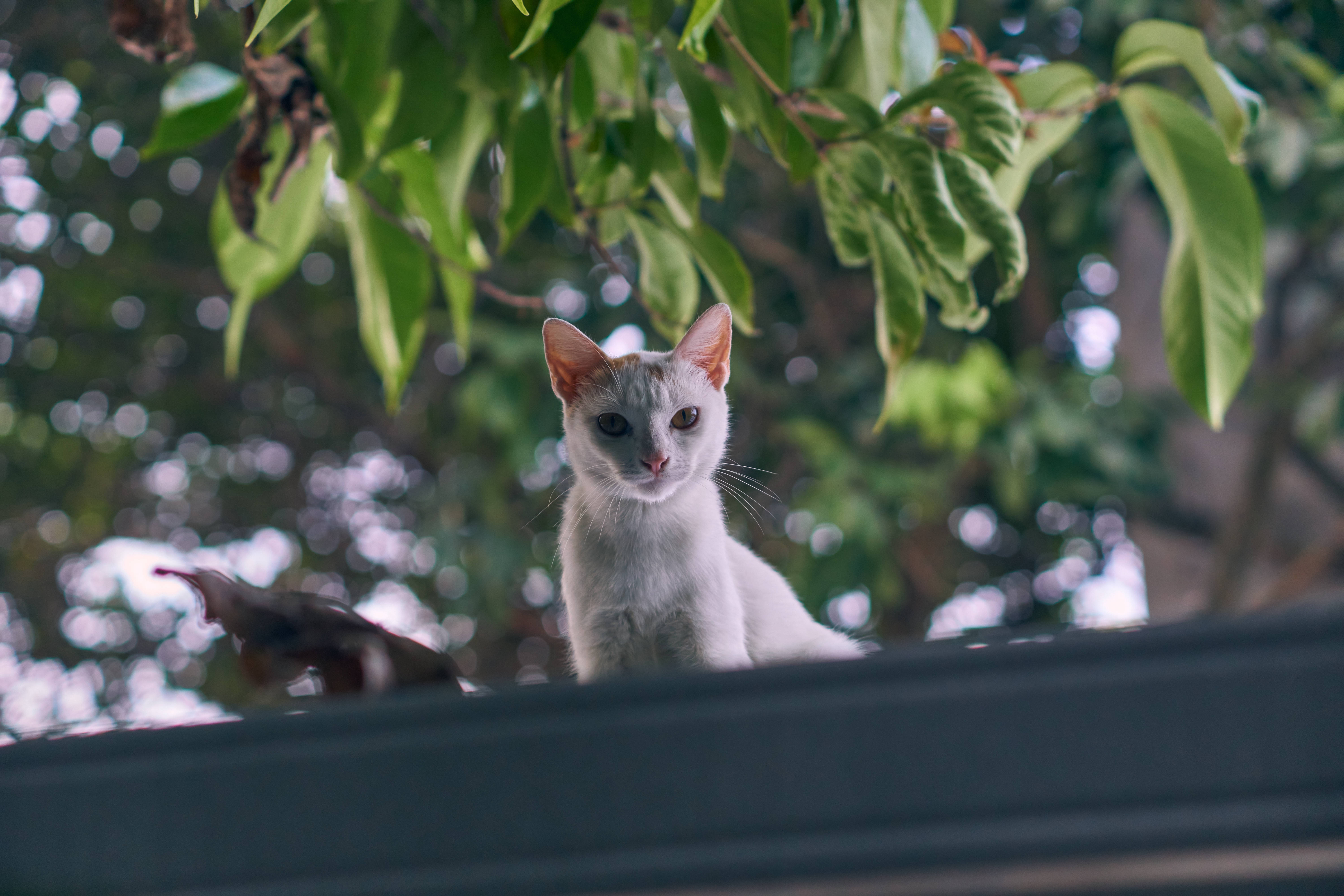 Cute Cat HD 桌布 壁紙 — 一隻帶有灰色斑紋的白貓警覺地坐在深色表面上，周圍是茂密的綠葉和柔和散景背景。