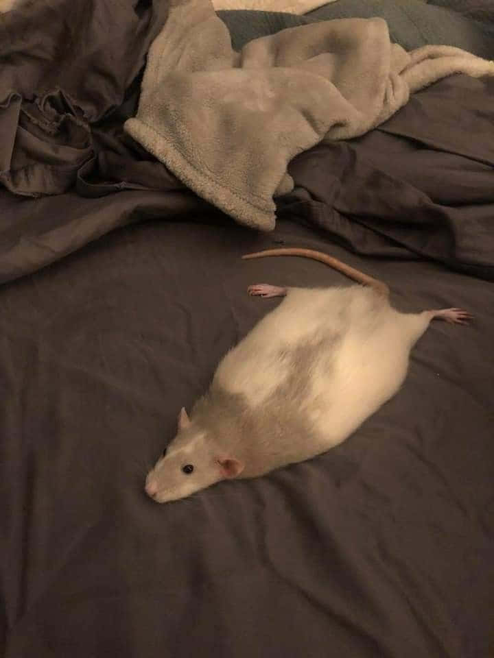 Rat 桌布 壁紙 — 一隻帶有灰色斑點的白老鼠放鬆地躺在深灰色皺巴巴的床單上，處於昏暗的室內燈光下。