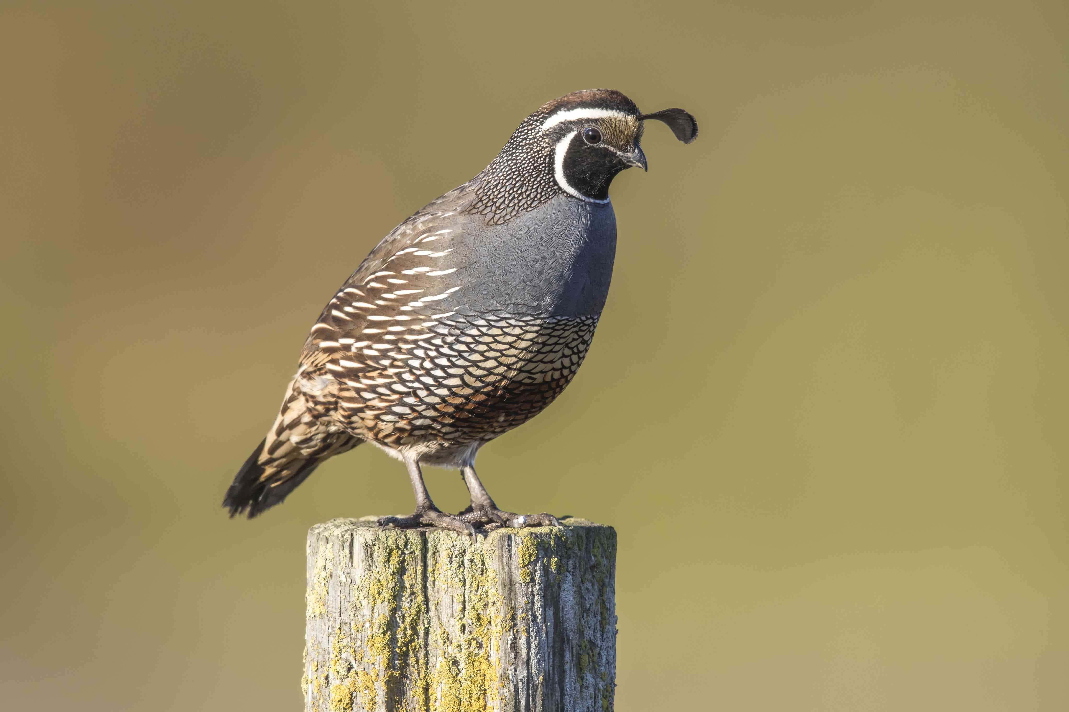 Quail 桌布 壁紙 — 一隻帶有獨特黑色羽毛的鵪鶉警覺地棲息在風化的木柱上，背景柔和模糊。
