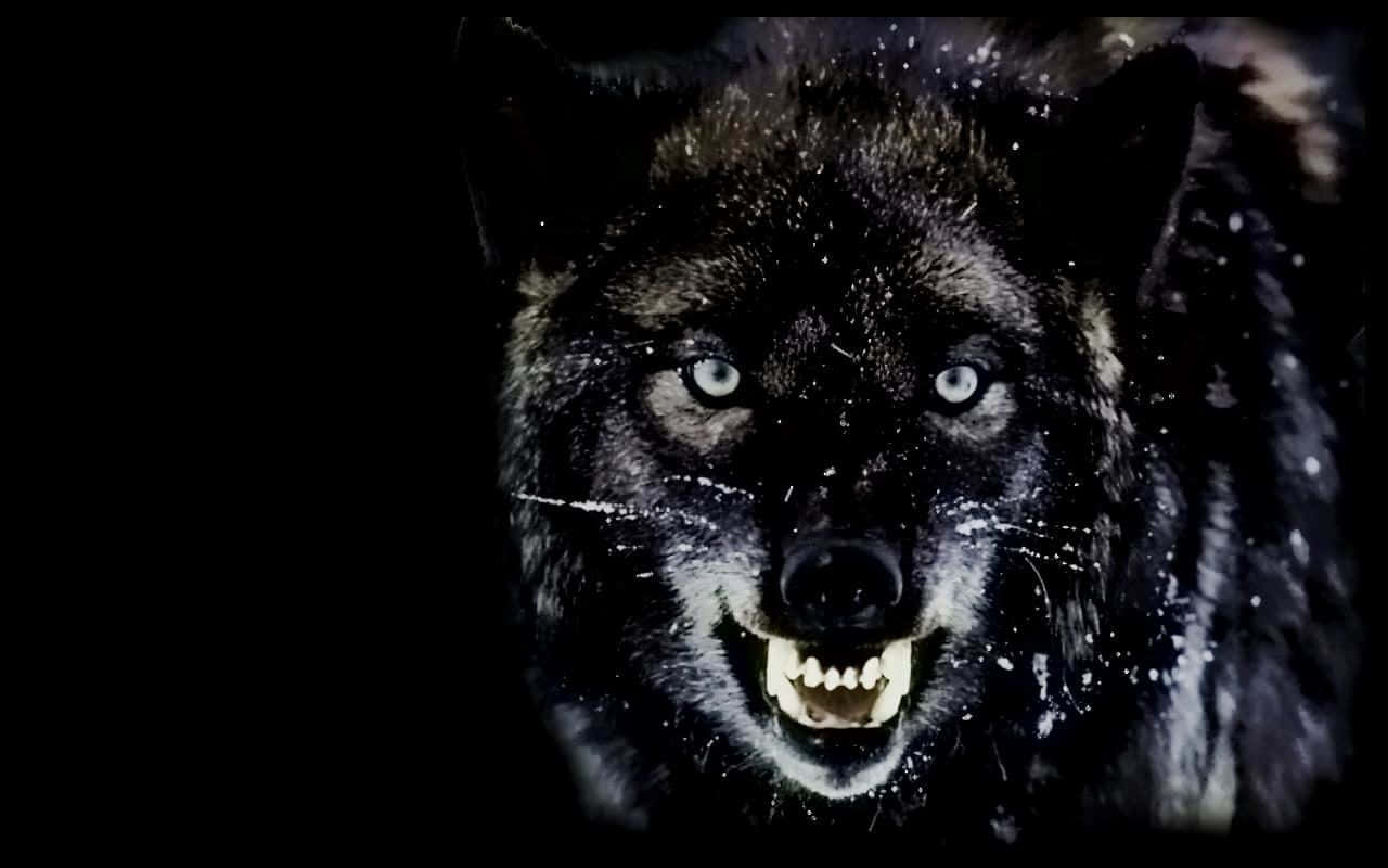 Angry Wolf 桌布 壁紙 — 一隻帶有發光眼睛的威脅性黑狼在黑暗的雪地背景下猛烈咆哮。