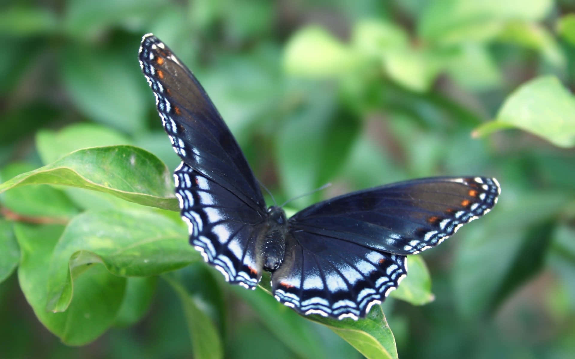 Butterfly Photos 桌布 壁紙 — 一隻帶有白色和橙色點綴的黑色蝴蝶，在茂密葉叢中輕柔地停在一片鮮綠的葉子上。