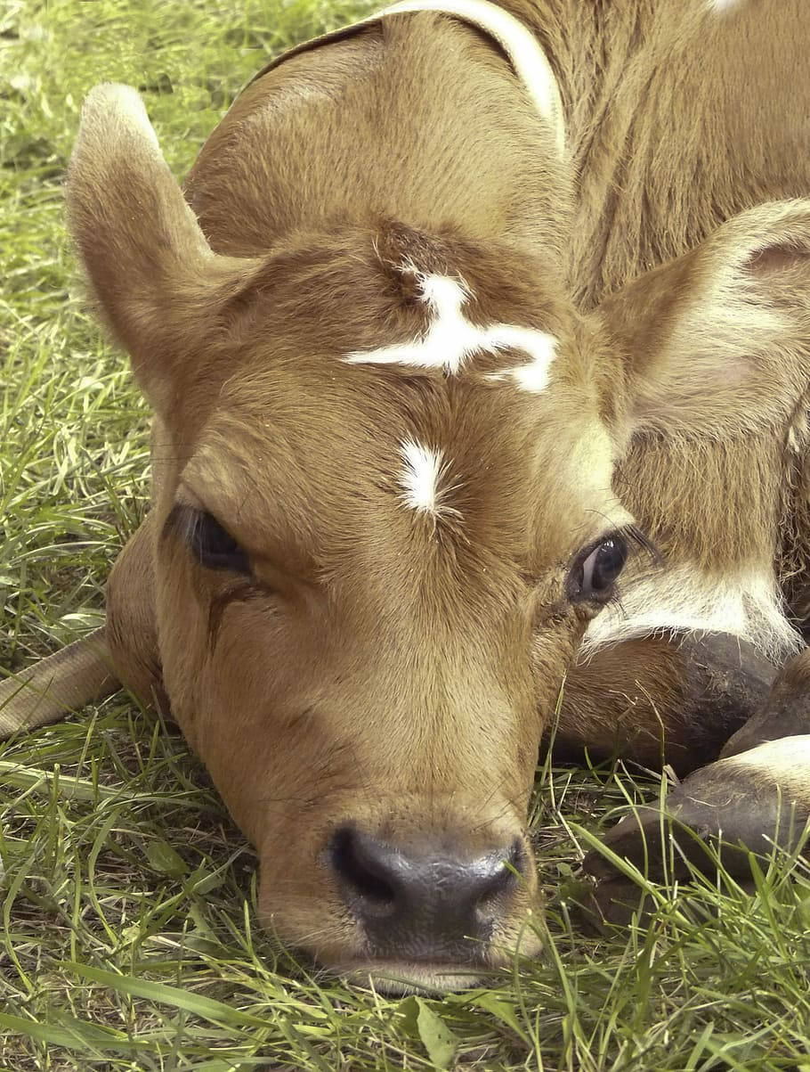 乳牛動圖 桌布 壁紙 — 一隻帶有白色斑紋的年輕棕色小牛在明亮的陽光下，在充滿活力的綠色草地上平靜地休息。