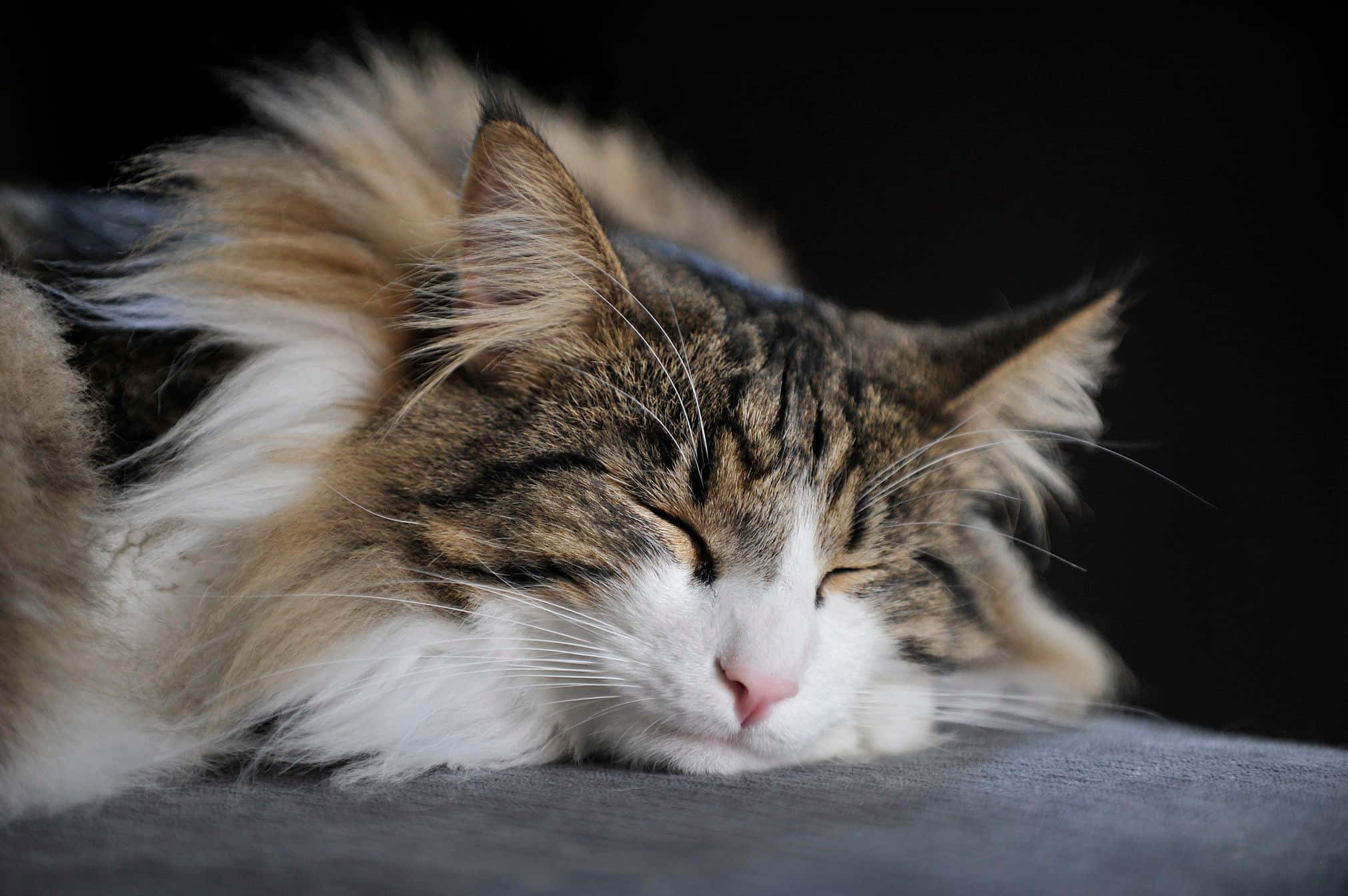 Norwegian Forest Cat 桌布 壁紙 — 一隻帶有白色斑紋的毛茸茸虎斑貓在黑色背景下的灰色表面上安然入睡。