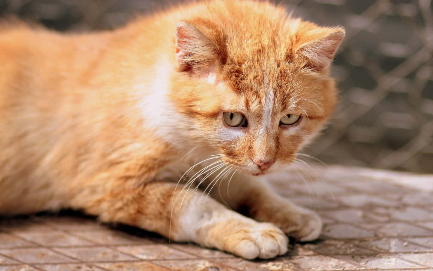 Cute Cat 桌布 壁紙 — 一隻帶有白色斑紋的薑黃色虎斑貓警覺地躺在瓷磚表面上，綠色的眼睛專注地向前凝視。