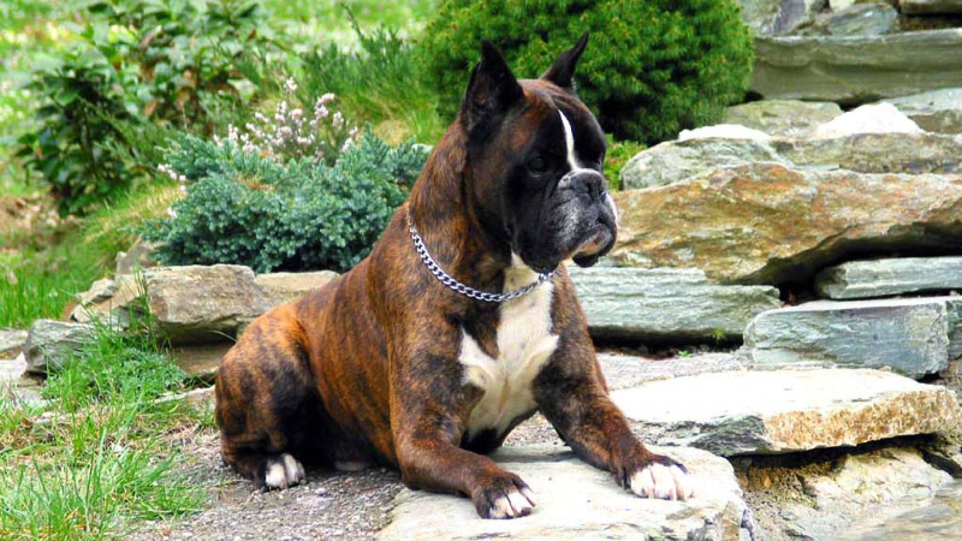boxer 桌布 壁紙 — 一隻帶有白色斑紋的虎斑拳師犬警覺地坐在石牆上，周圍環繞著綠植和岩石。