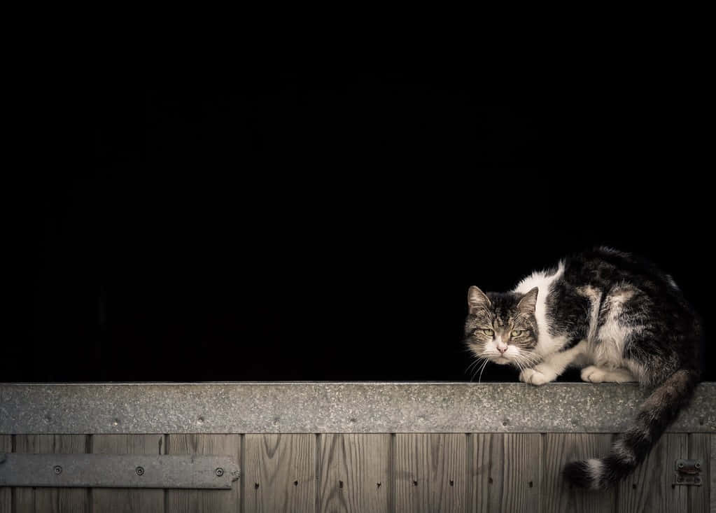 Grumpy Cat 桌布 壁紙 — 一隻帶有白色斑紋的虎斑貓警覺地蹲在飽經風霜的木柵欄上，背景是純黑色。