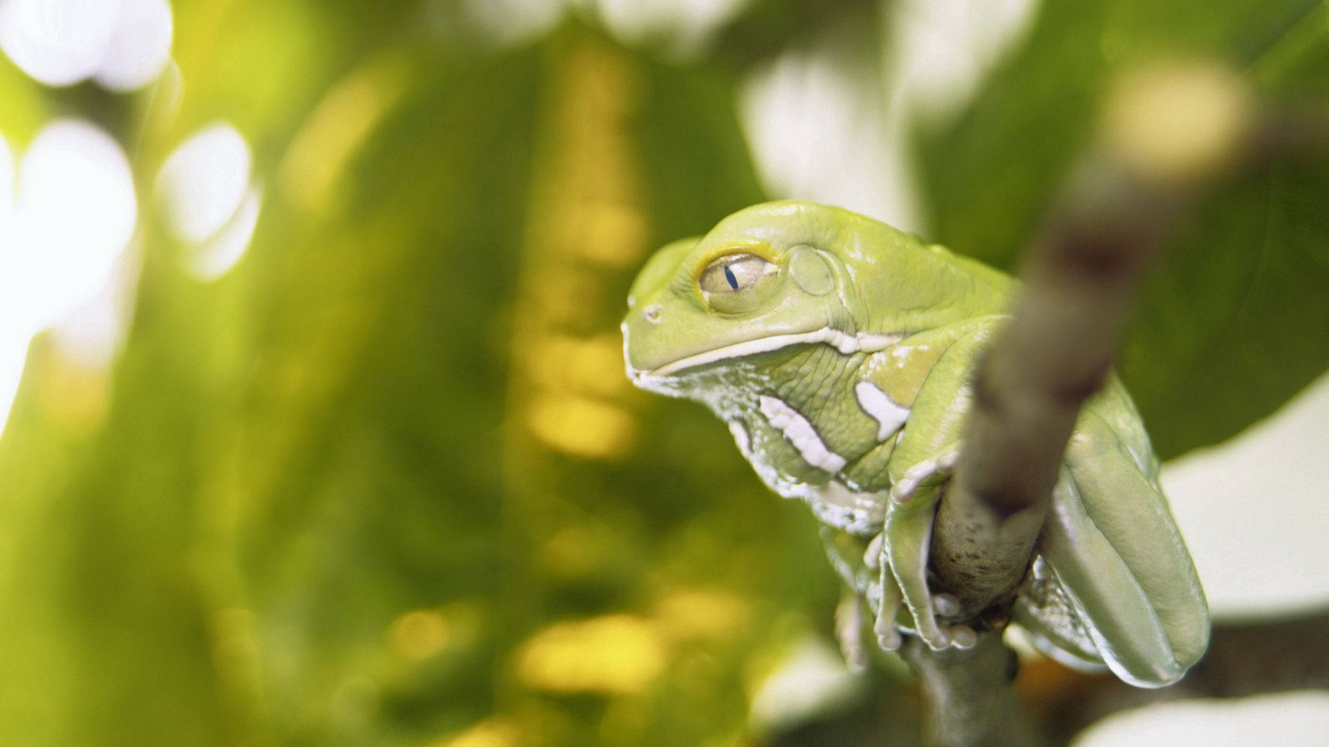 Frog 桌布 壁紙 — 一隻帶有白色斑紋的鮮綠色樹蛙，在沐浴柔和陽光的茂密樹葉中緊抓著樹枝。