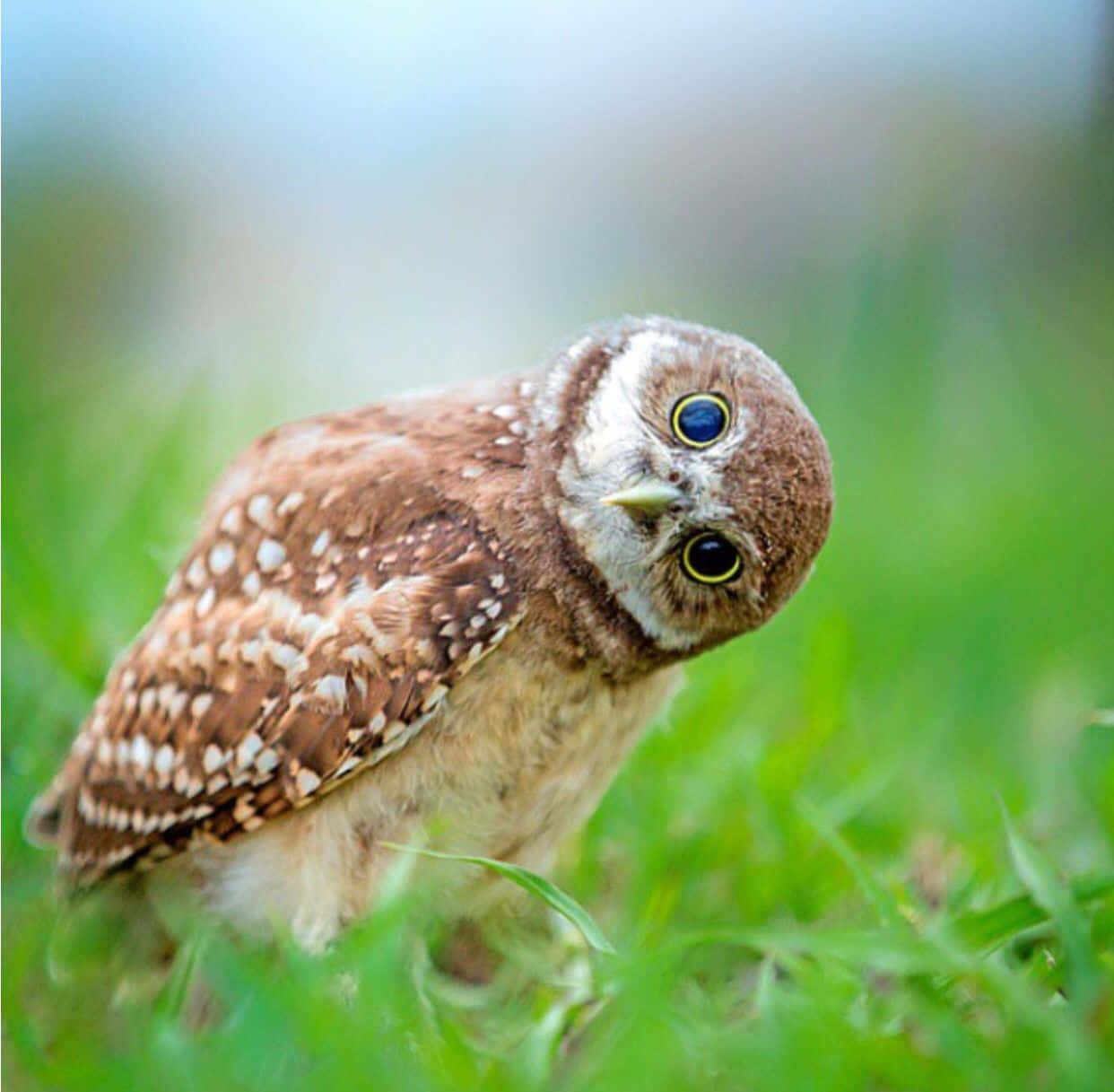 Baby Owl 桌布 壁紙 — 一隻帶有白色斑點和明亮黃色眼睛的小棕色貓頭鷹棲息在充滿活力的綠色草地上的特寫。