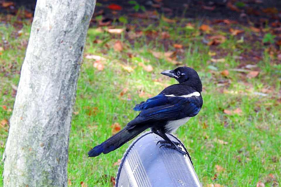 Magpies And Crows 桌布 壁紙 — 一隻帶有白色斑點的光澤黑色喜鵲警覺地棲息在草地上樹幹旁邊的金屬表面上。