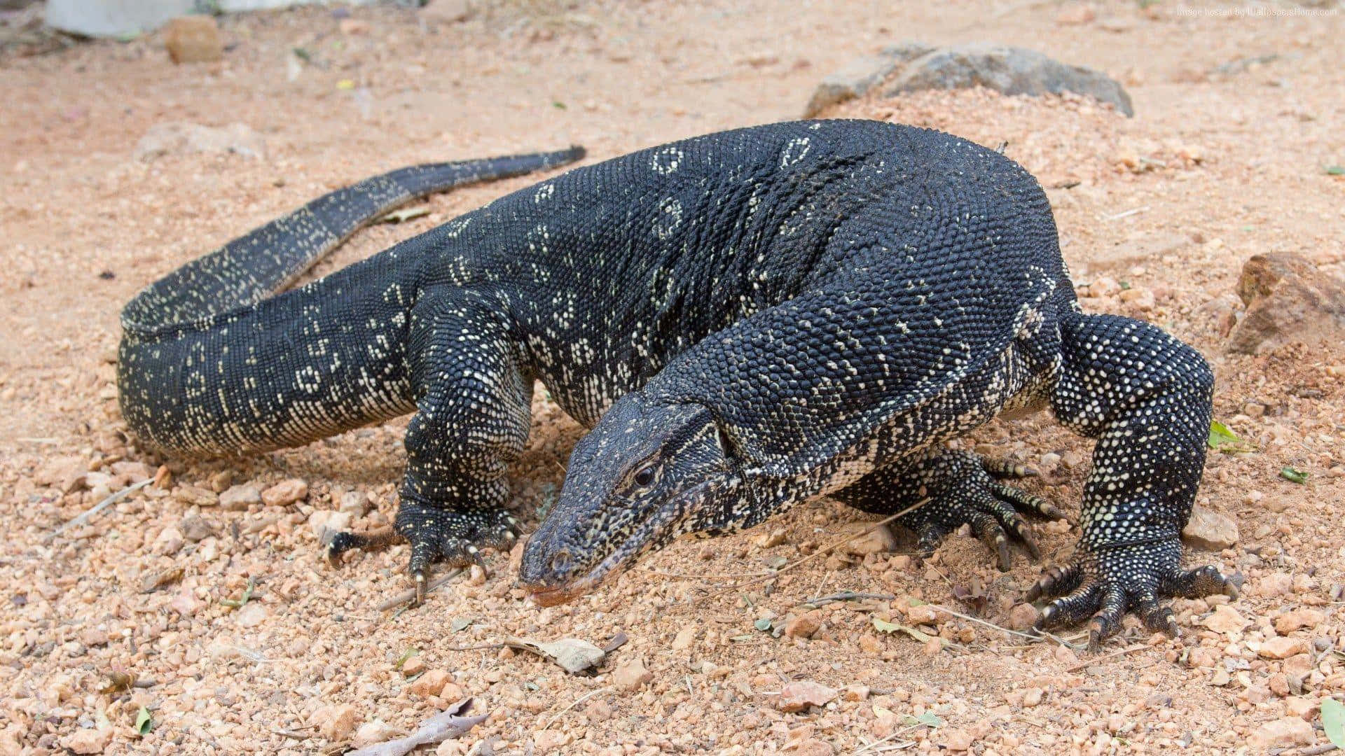 Komodo Dragon 桌布 壁紙 — 一隻帶有白色斑點的大型黑色巨蜥在乾燥的紅褐色礫石和岩石上爬行。