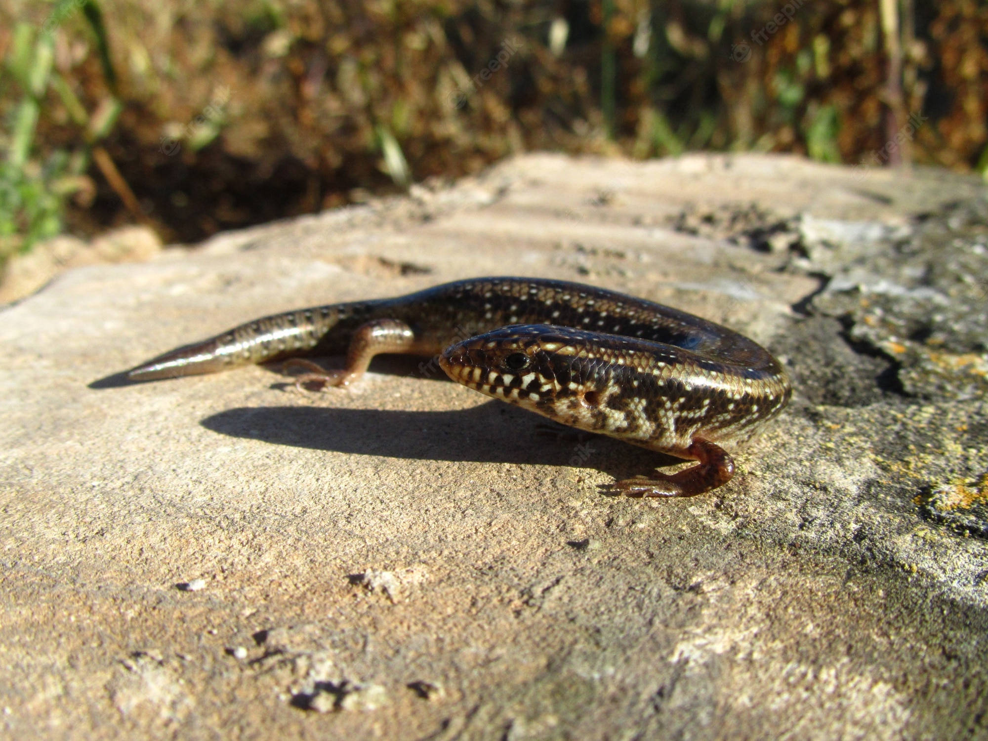 reptile 桌布 壁紙 — 一隻帶有白色斑點的小型棕色和黑色石龍子，在陽光照耀的紋理岩石上休息，周圍是模糊的草地。