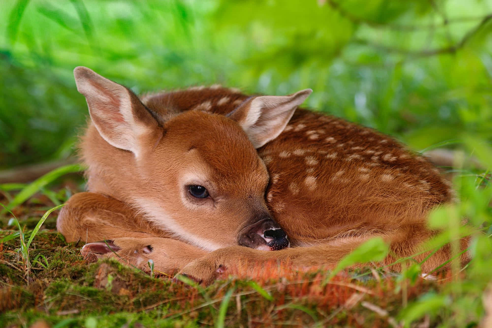 Deer Desktop 桌布 壁紙 — 一隻帶有白色斑點的小鹿在斑駁的陽光下，在苔蘚和草叢中平靜地休息。