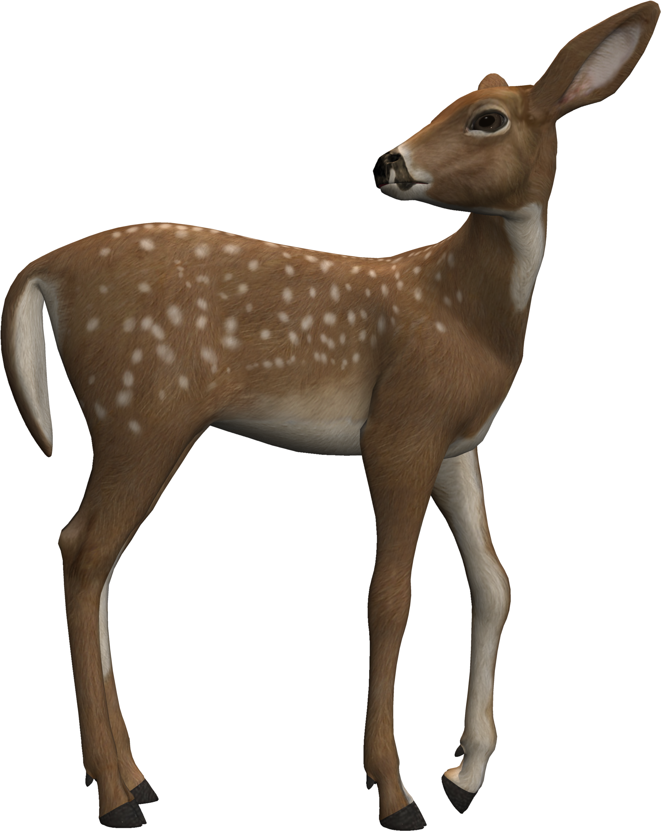 fawn 桌布 壁紙 — 一隻帶有白色斑點的小鹿在純黑色背景下警覺地站立，它的大耳朵和溫柔的目光捕捉了寧靜的荒野之美。