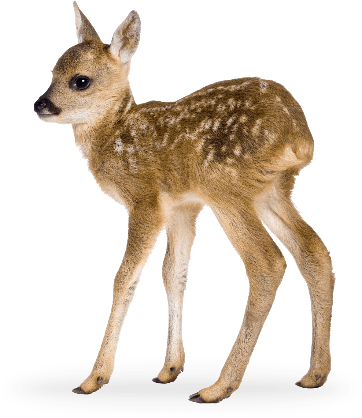 fawn 桌布 壁紙 — 一隻帶有白色斑點的小鹿在純黑色背景下警覺地站立，其纖細的腿準備移動。
