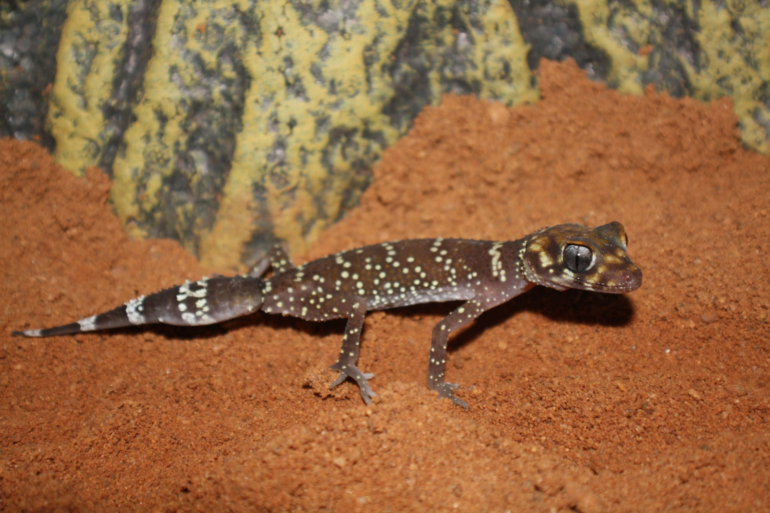 gecko 桌布 壁紙 — 一隻帶有白色斑點的斑點壁虎在黃黑岩石附近的紅棕色沙子上休息。