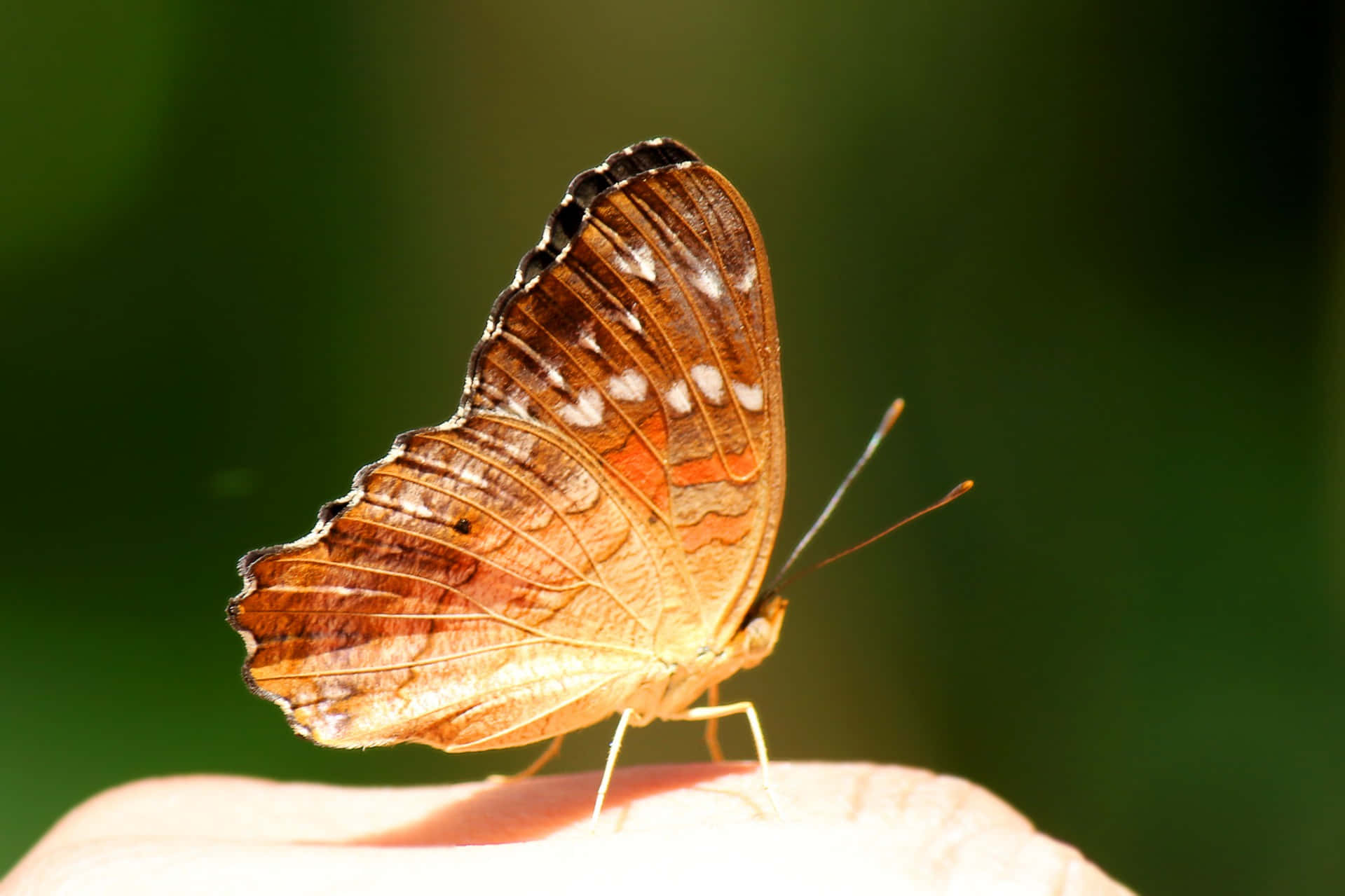 Butterfly Profile 桌布 壁紙 — 一隻帶有白色斑點的棕色和橙色蝴蝶，輕輕停歇在人類指尖上，背景是柔和的綠色。